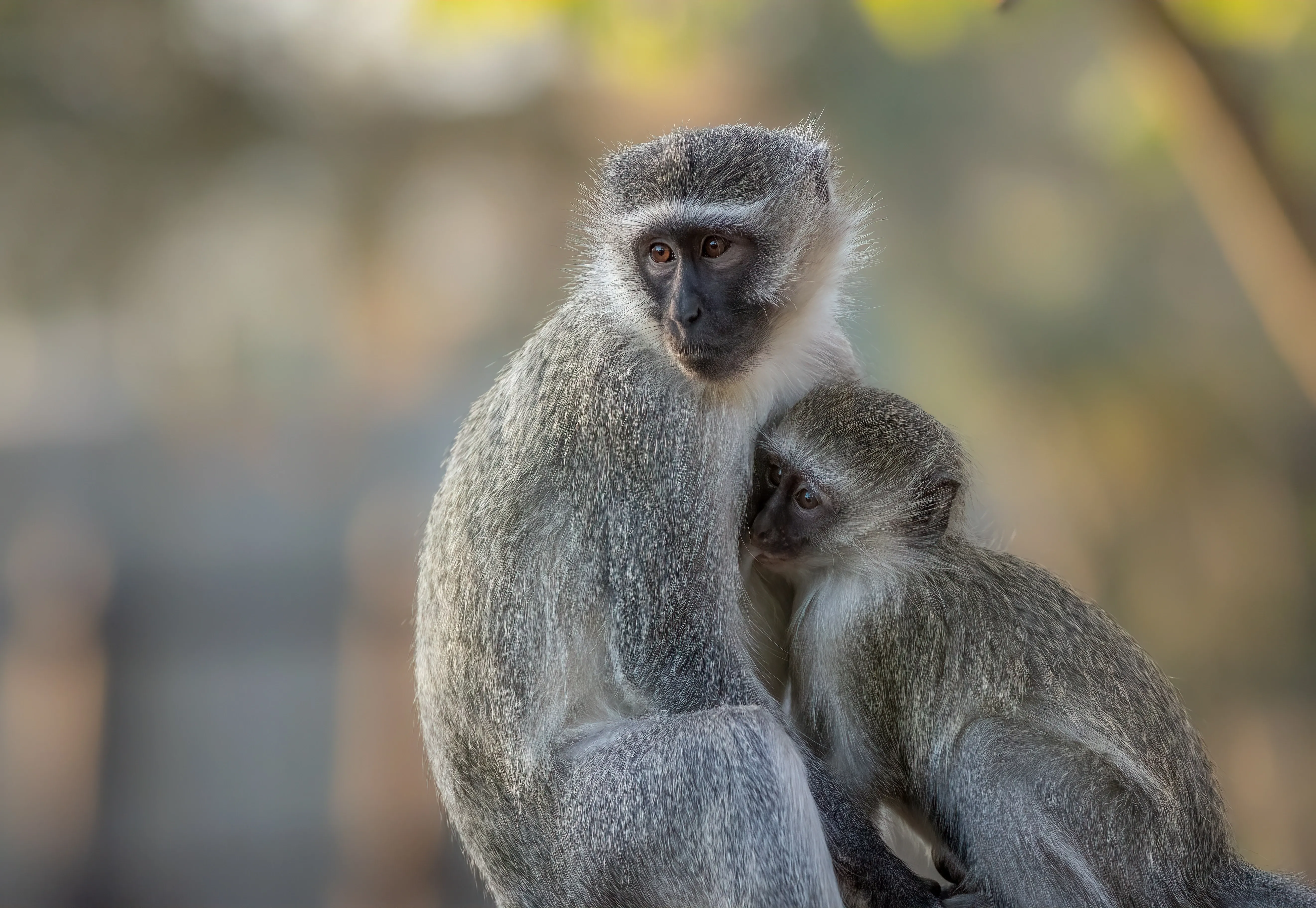 vervet monkey