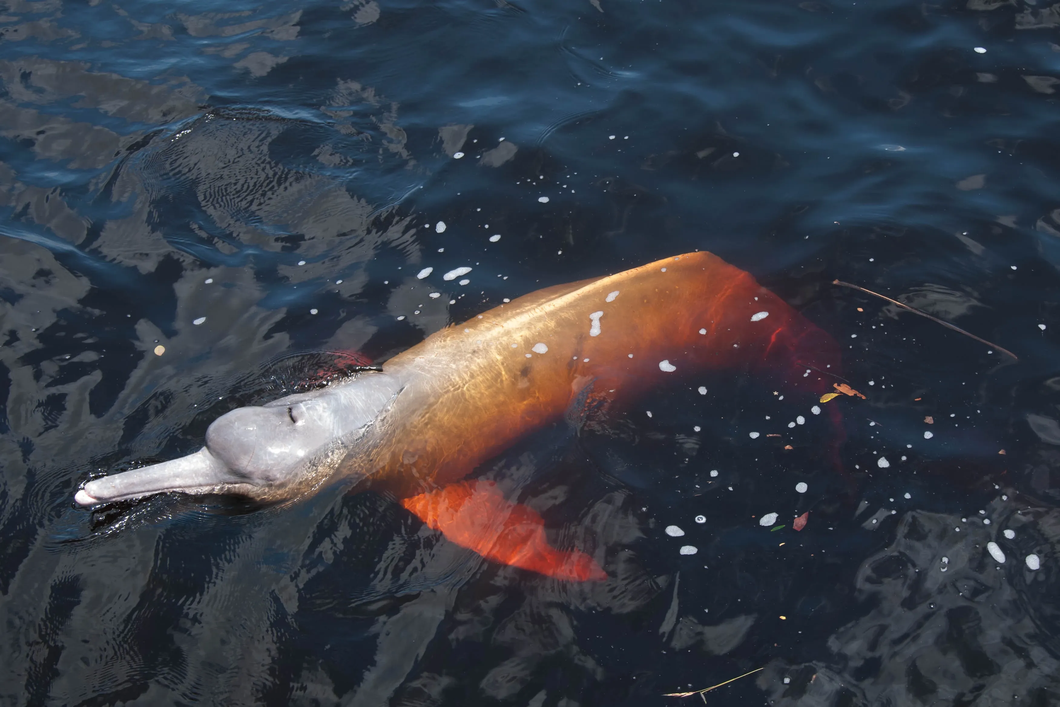 Amazonas-Flussdelfin