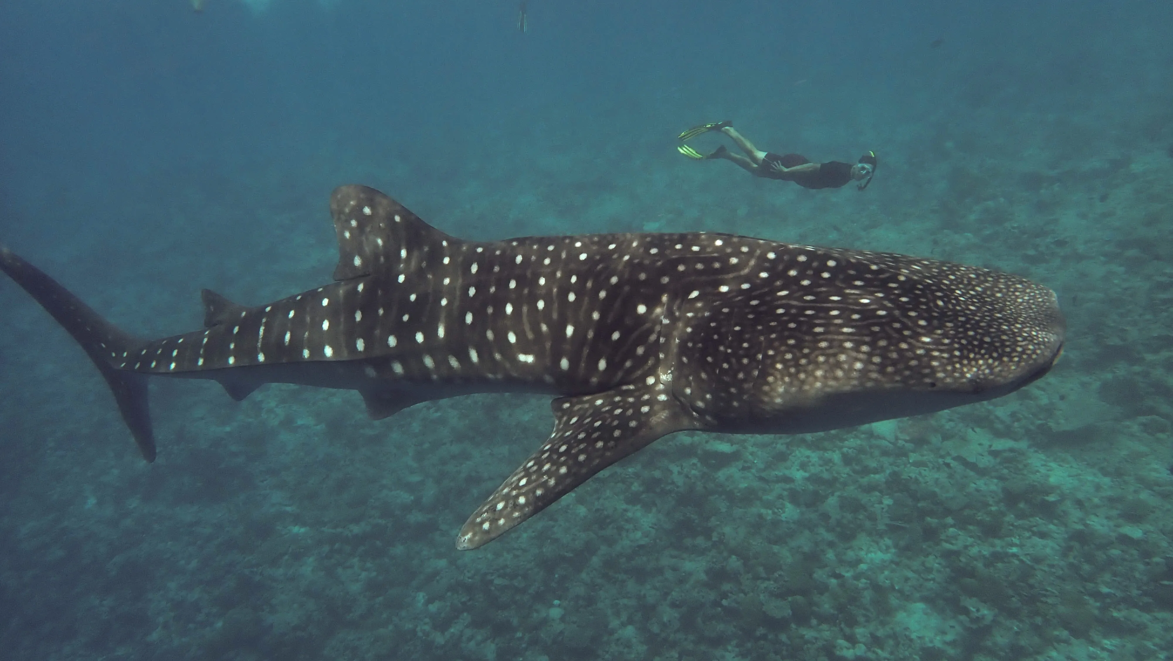 Volunteering Whale Shark Conservation, Maldives