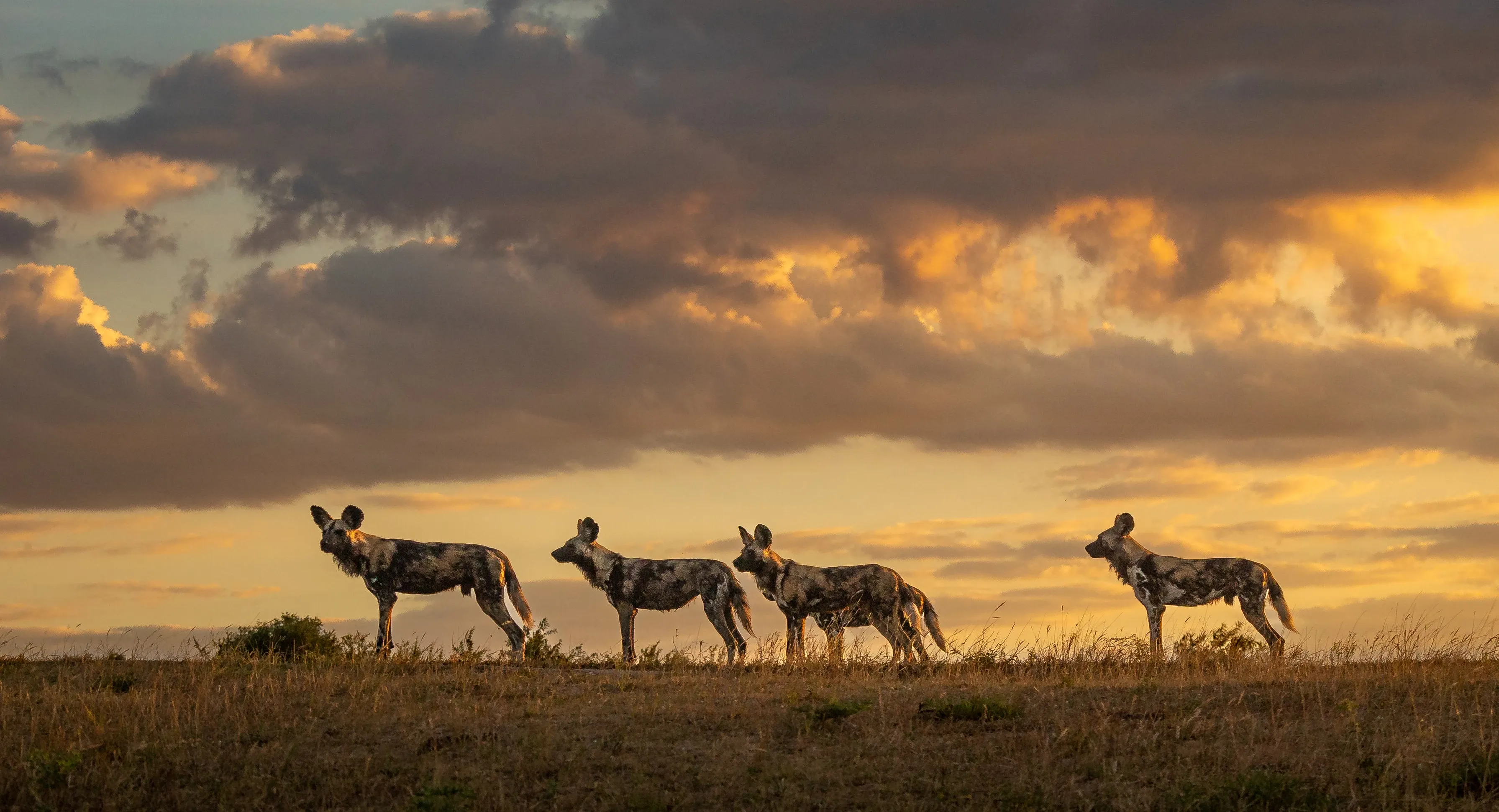 wild dogs in sunset