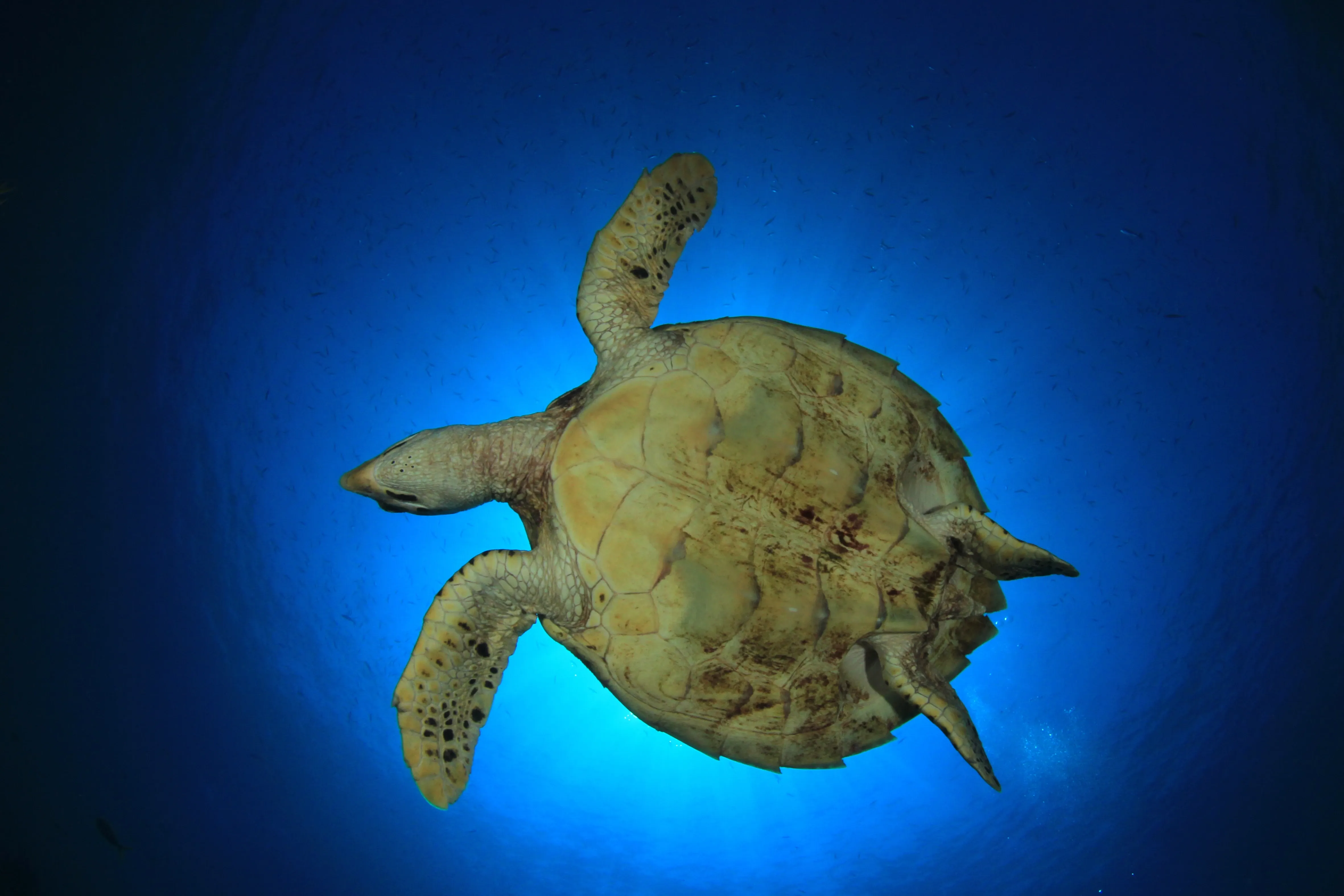 Loggerhead turtle from underneath