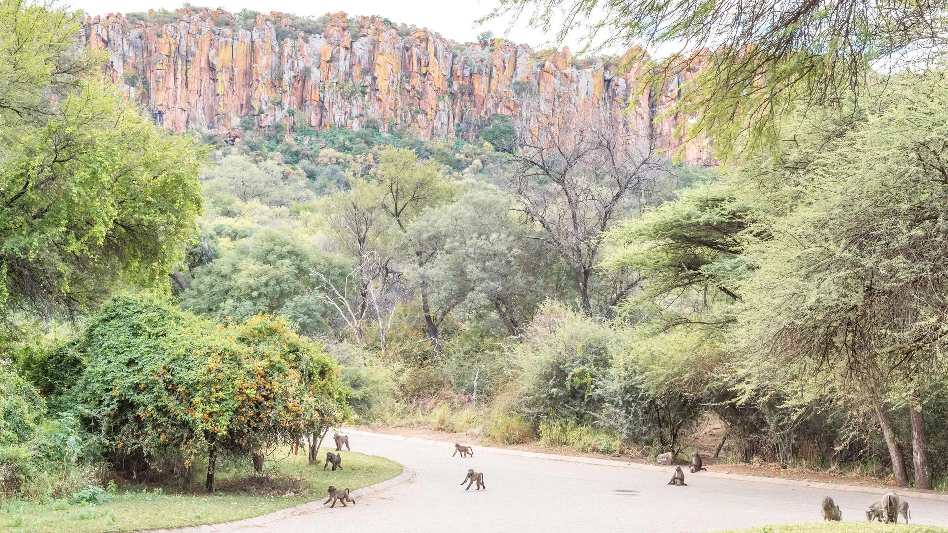 Monkeys run through the Waterberg region