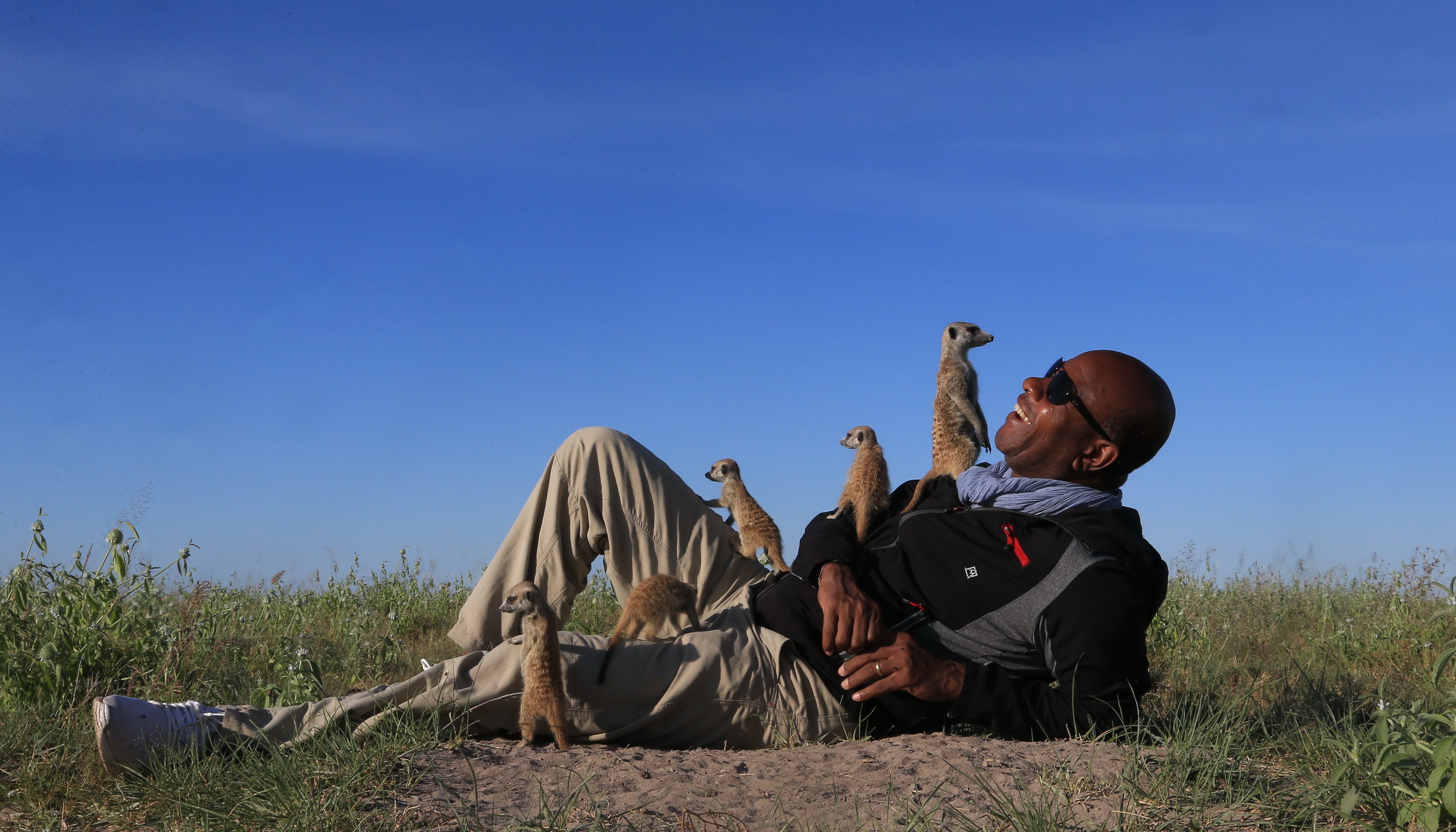 Erdmännchen-Aktivität