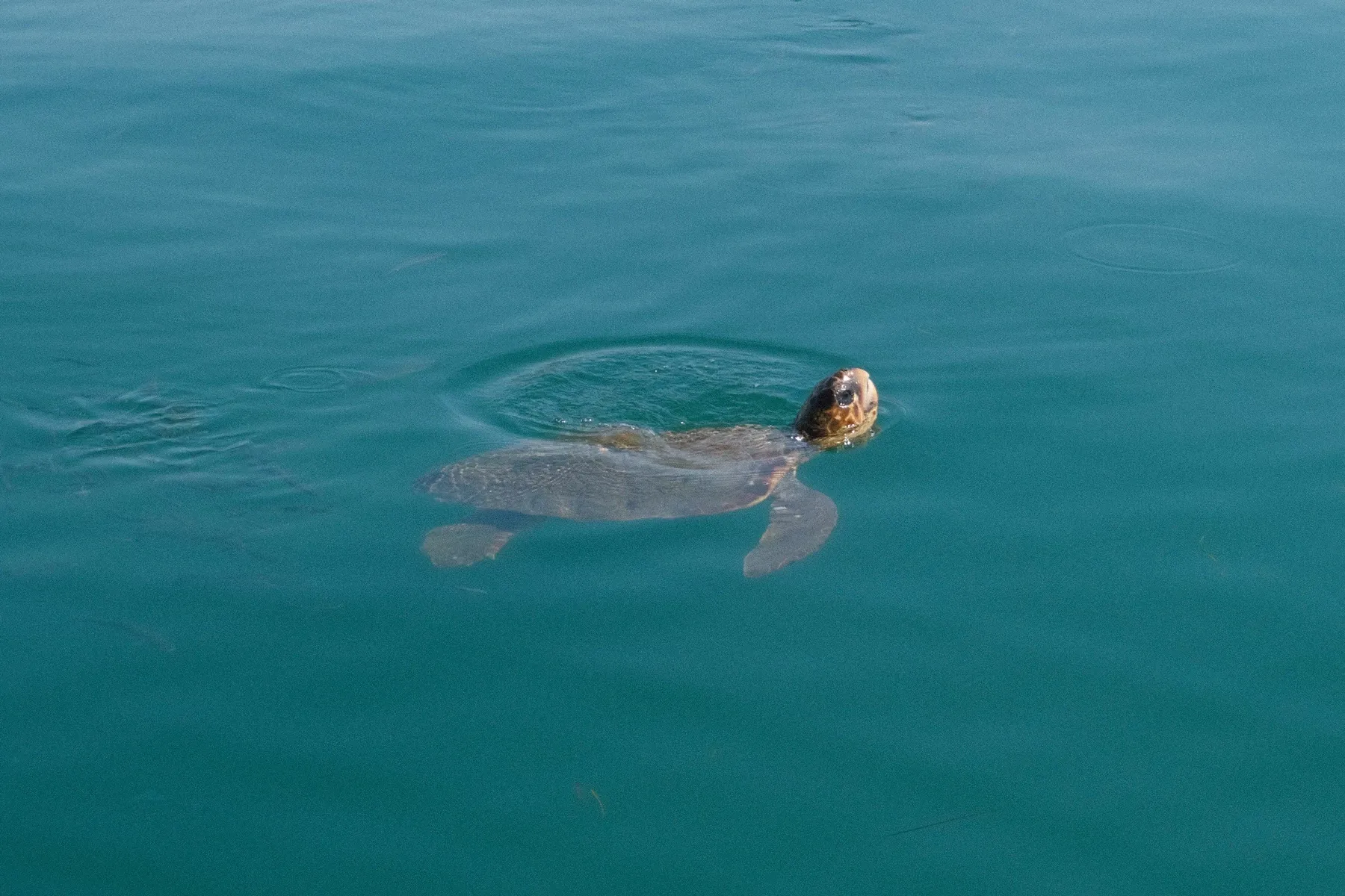 Freiwilligenprojekt Meeresschildkrötenschutz, Griechenland
