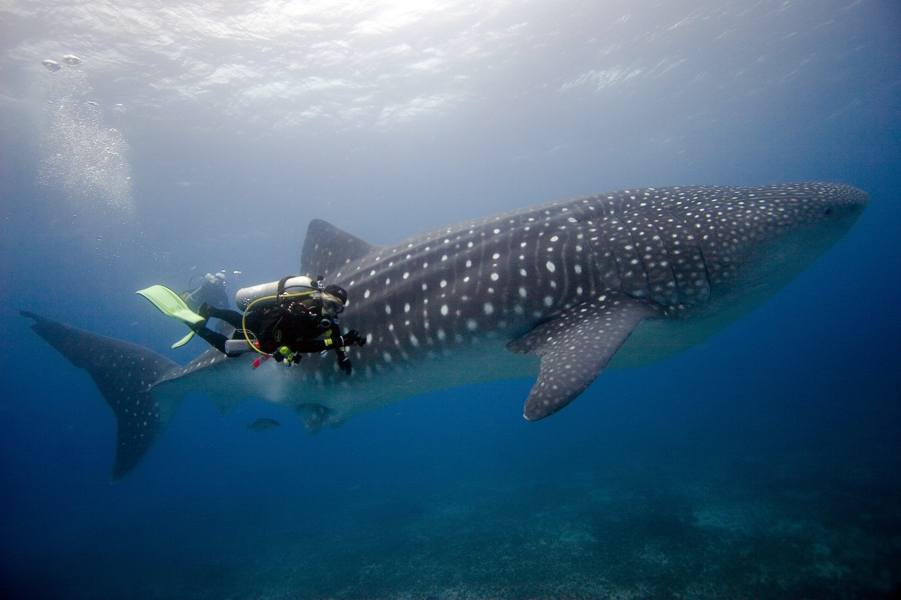 whale shark experience