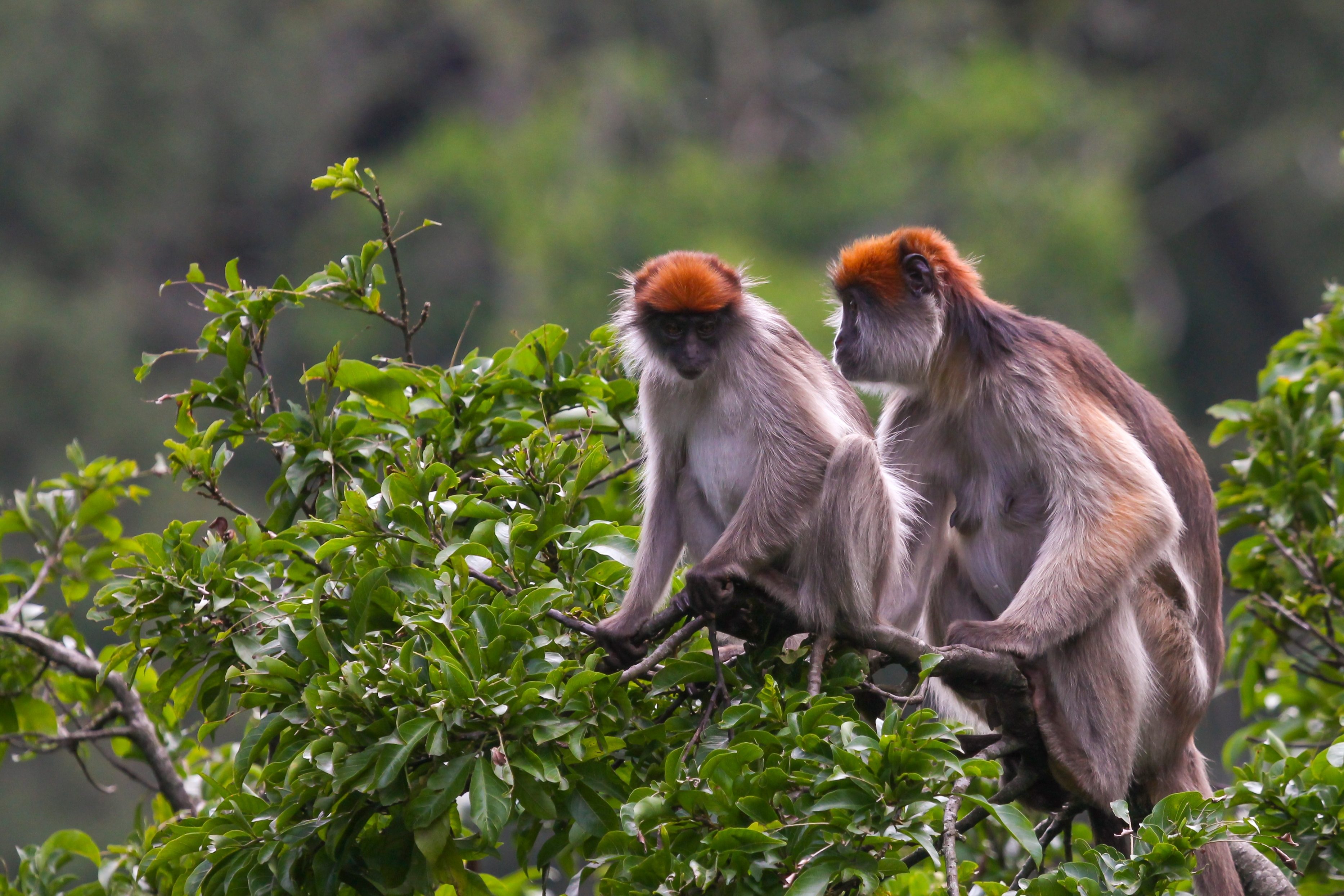 red colobus monkeys