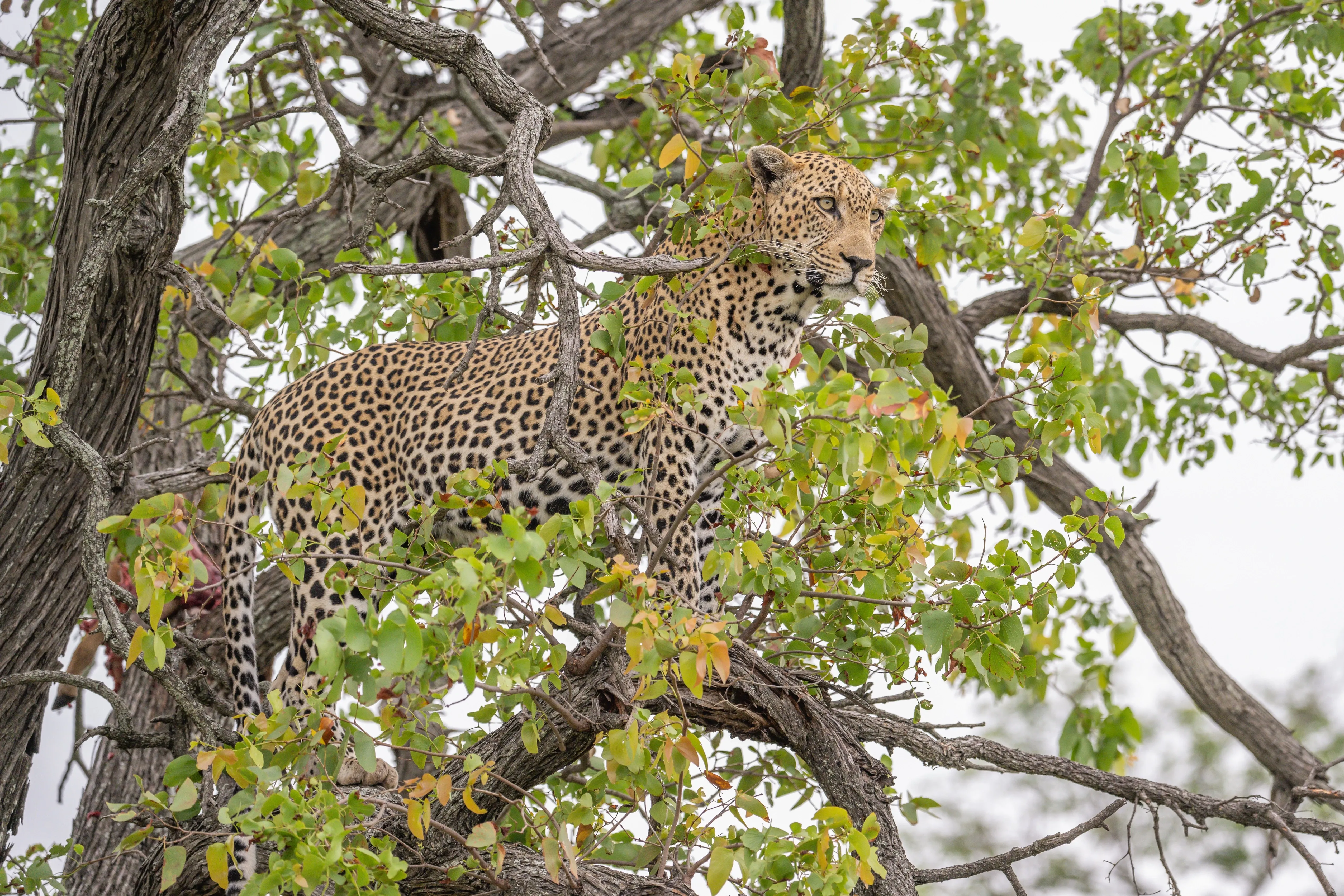 Leopard in tree