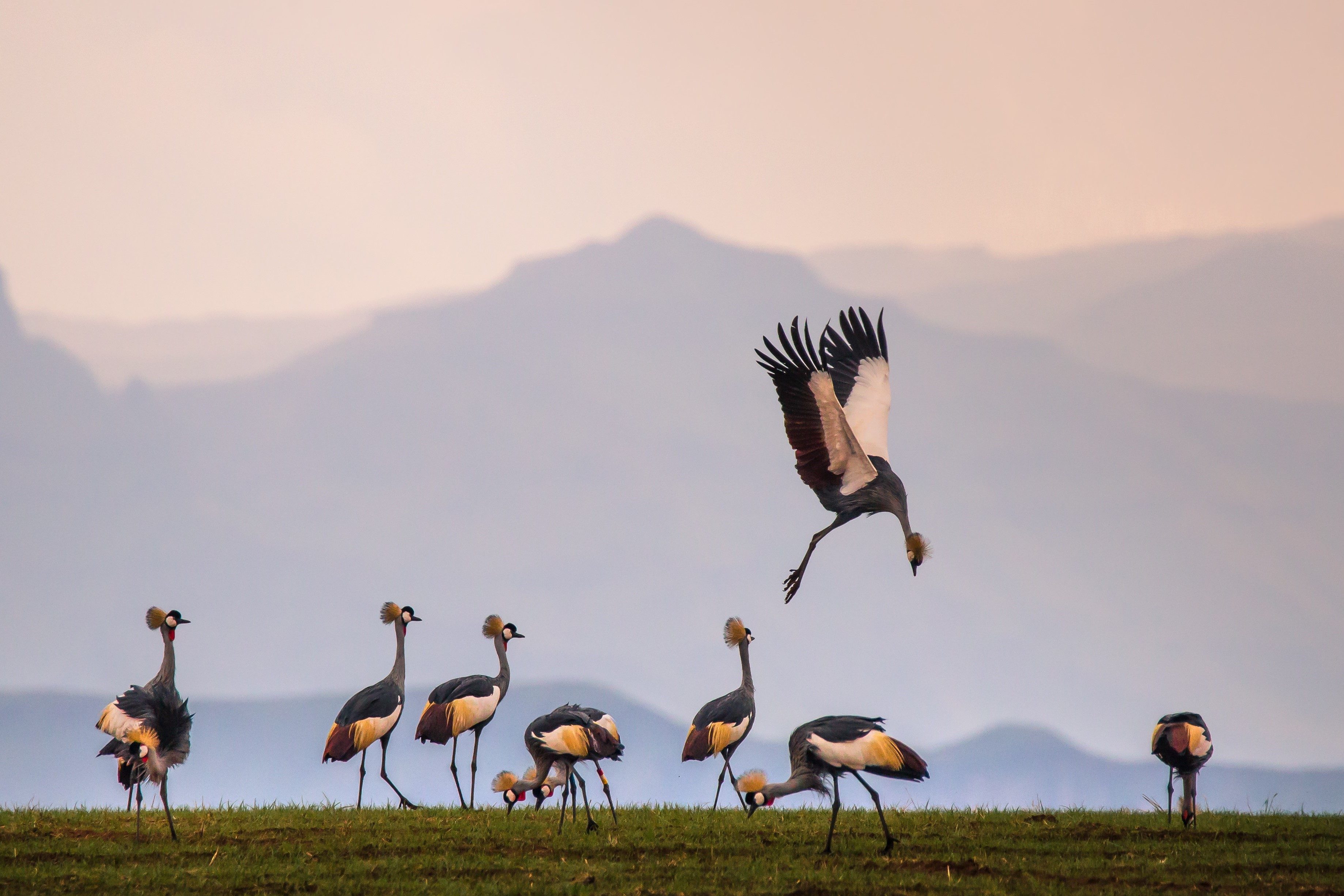 Cranes against landscape