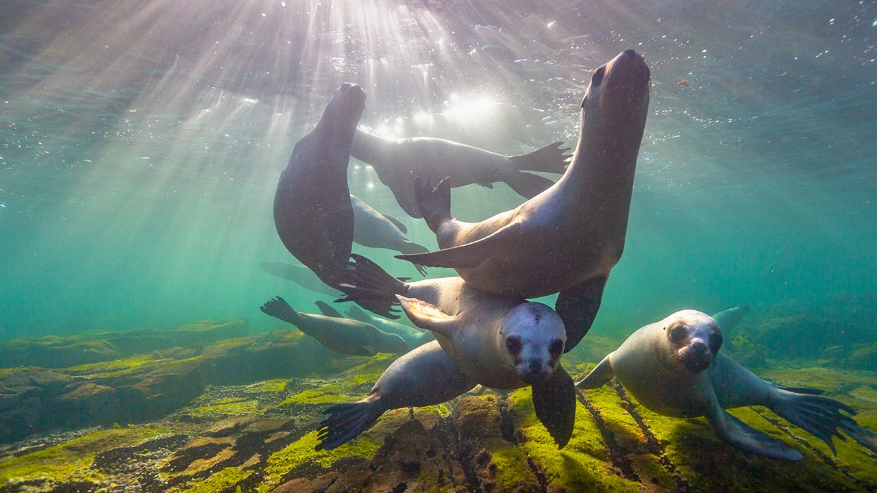 sea lions
