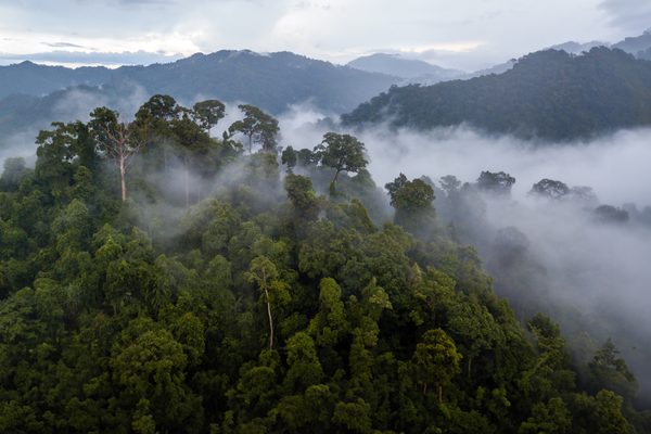 Freiwilligenprojekt Waldschutz, Brasilien