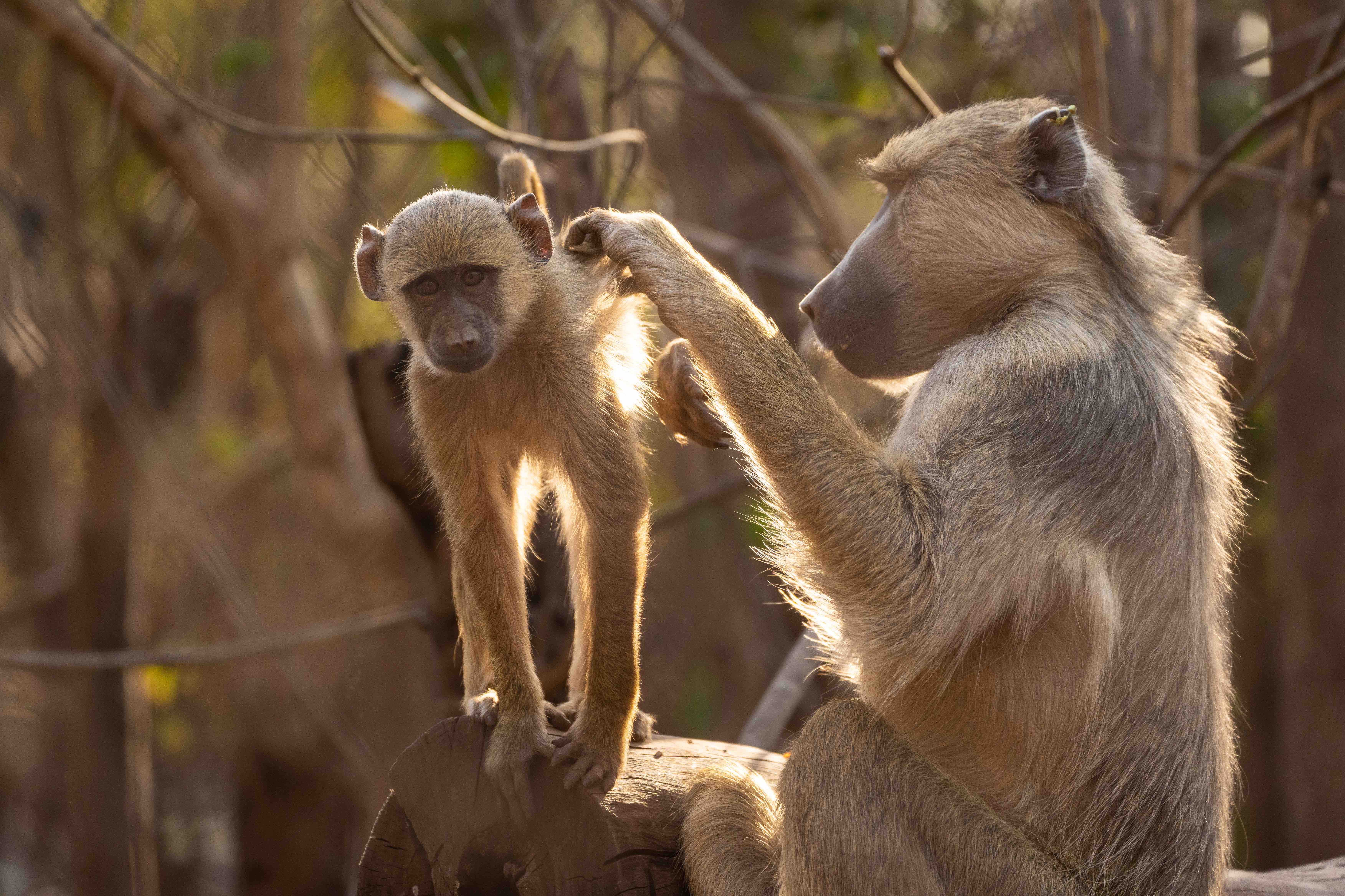 Volunteering Wildlife Rescue, Malawi