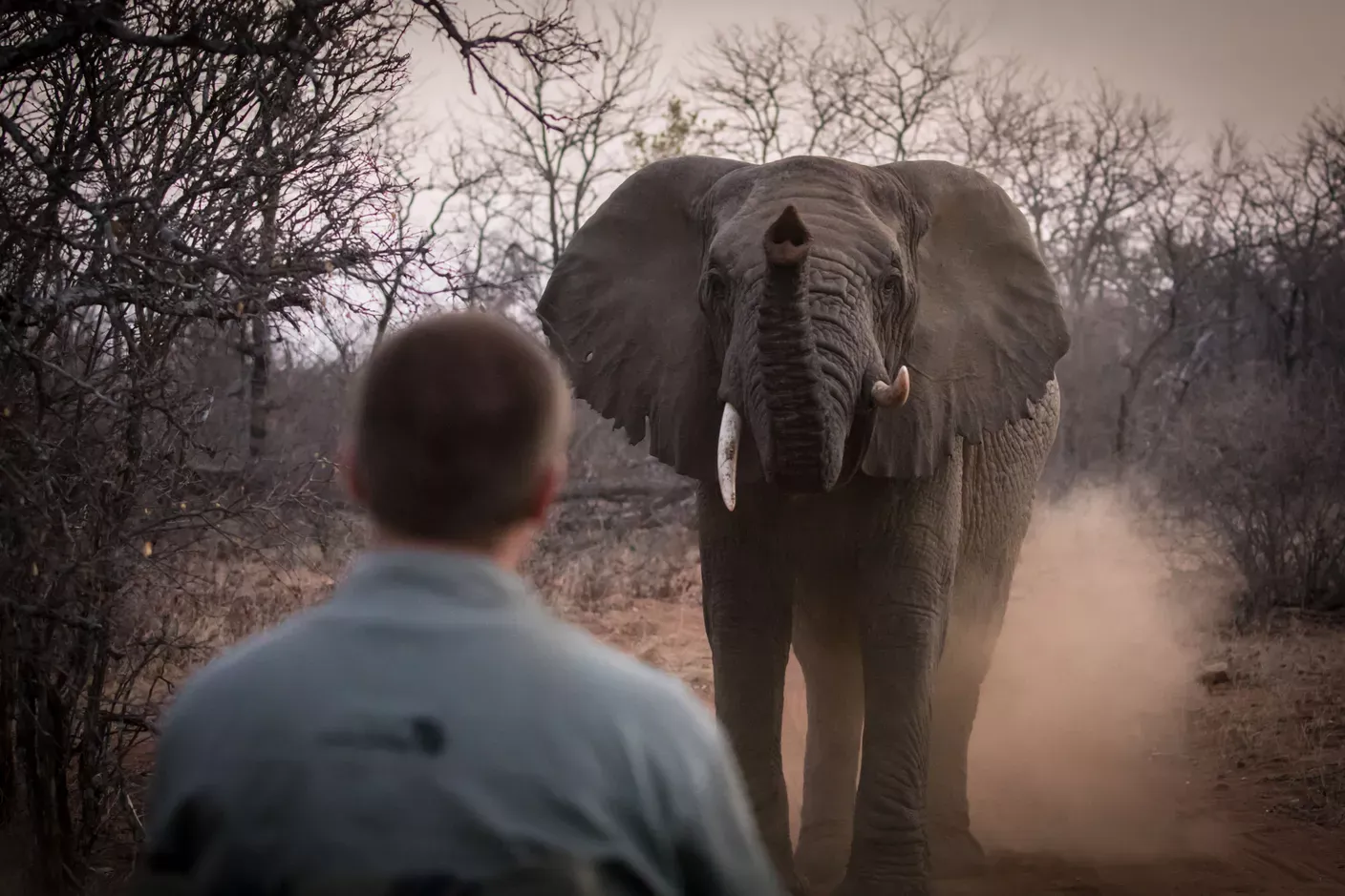 Man looking at elephant