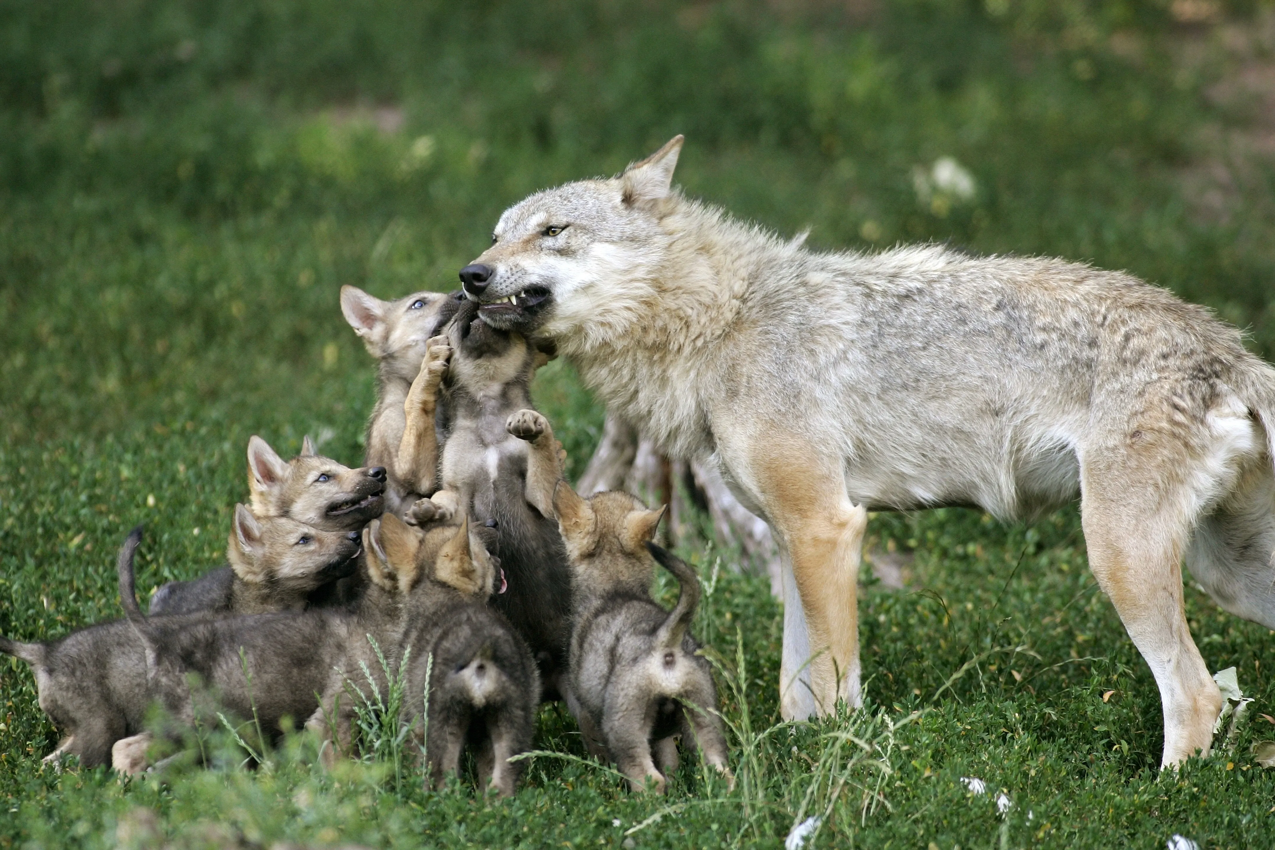 Wolf with wolf cubs in a meadow