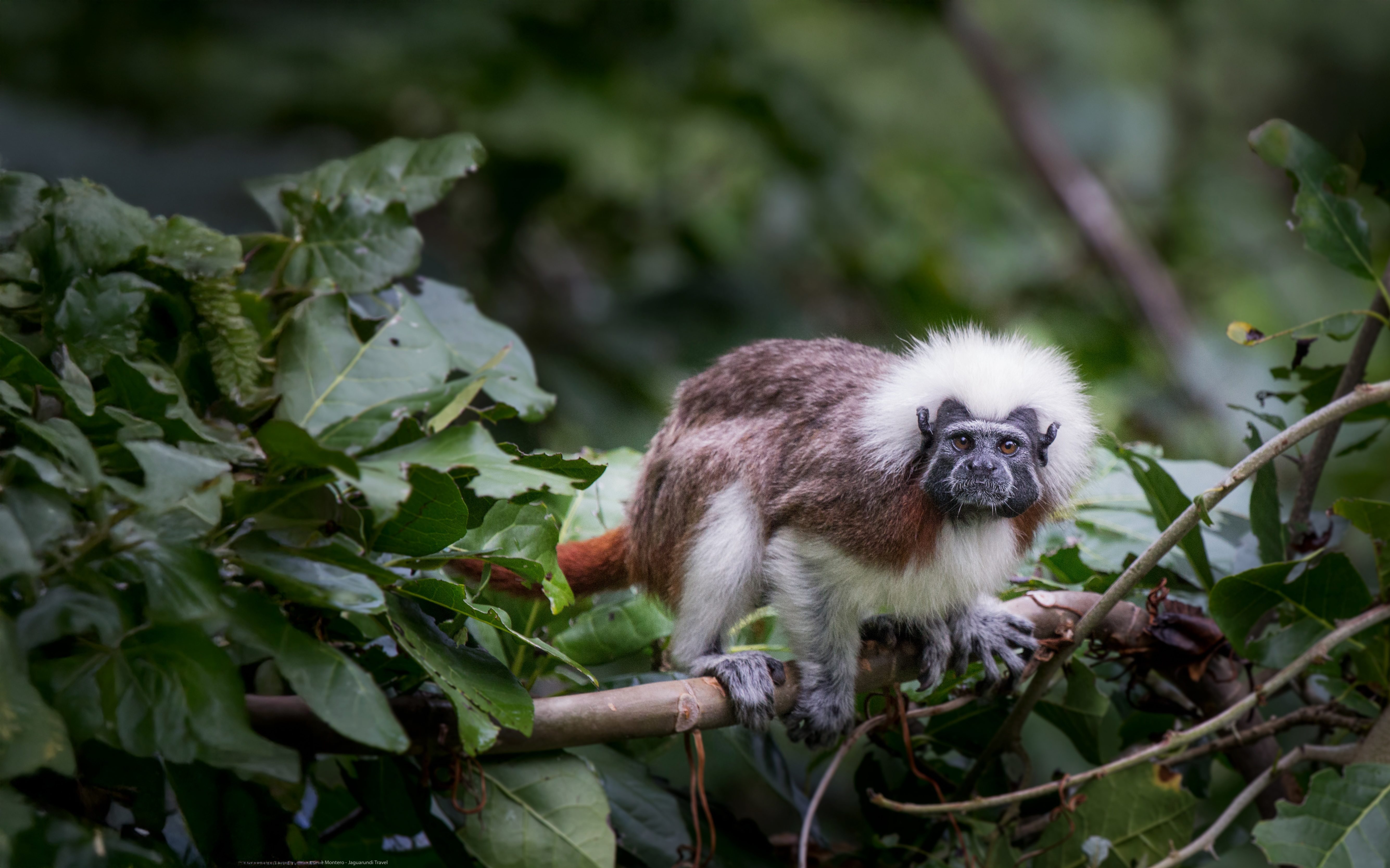 Unser Partner: Jaguarundi Travel