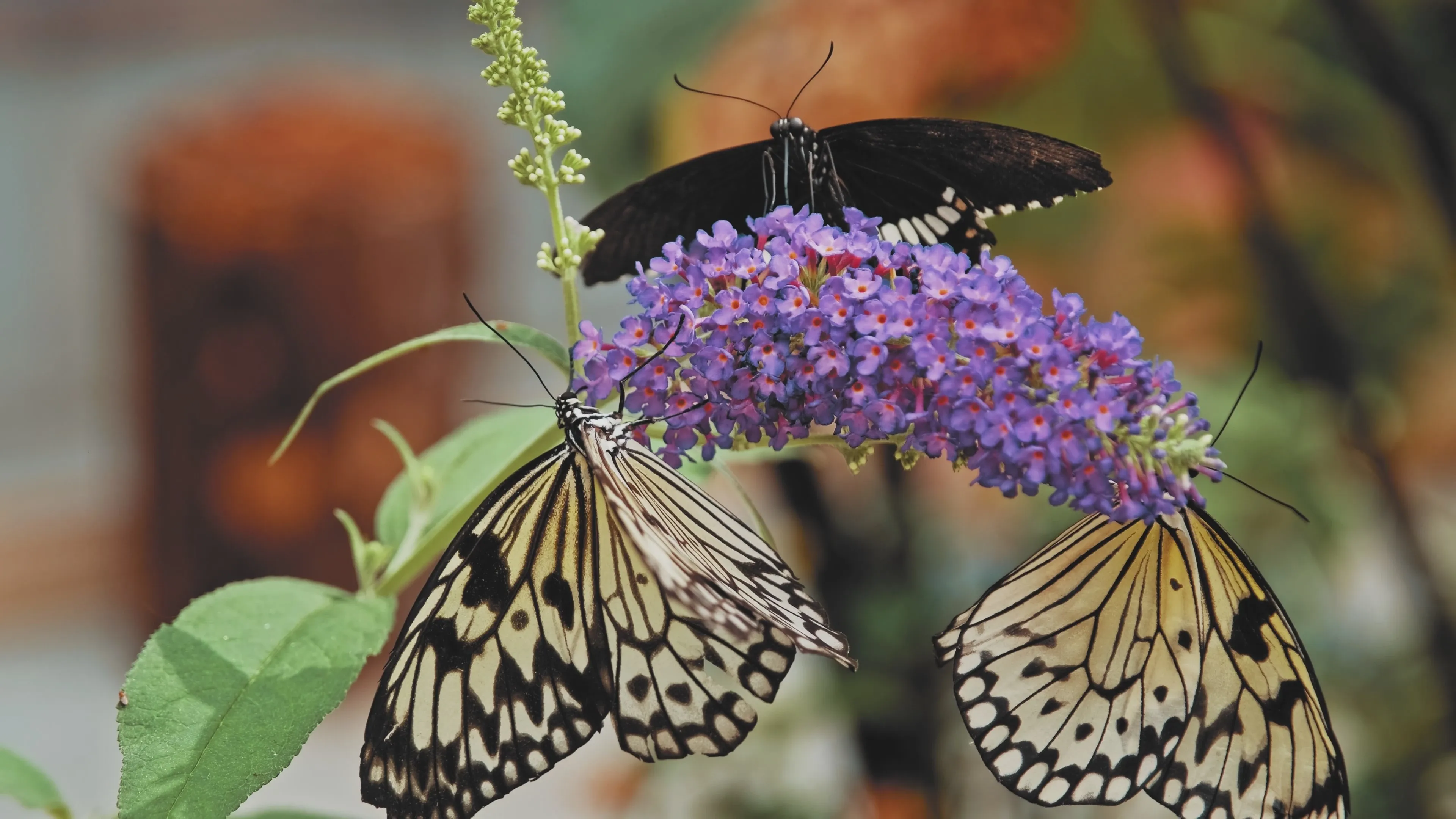 butterflies pollinating
