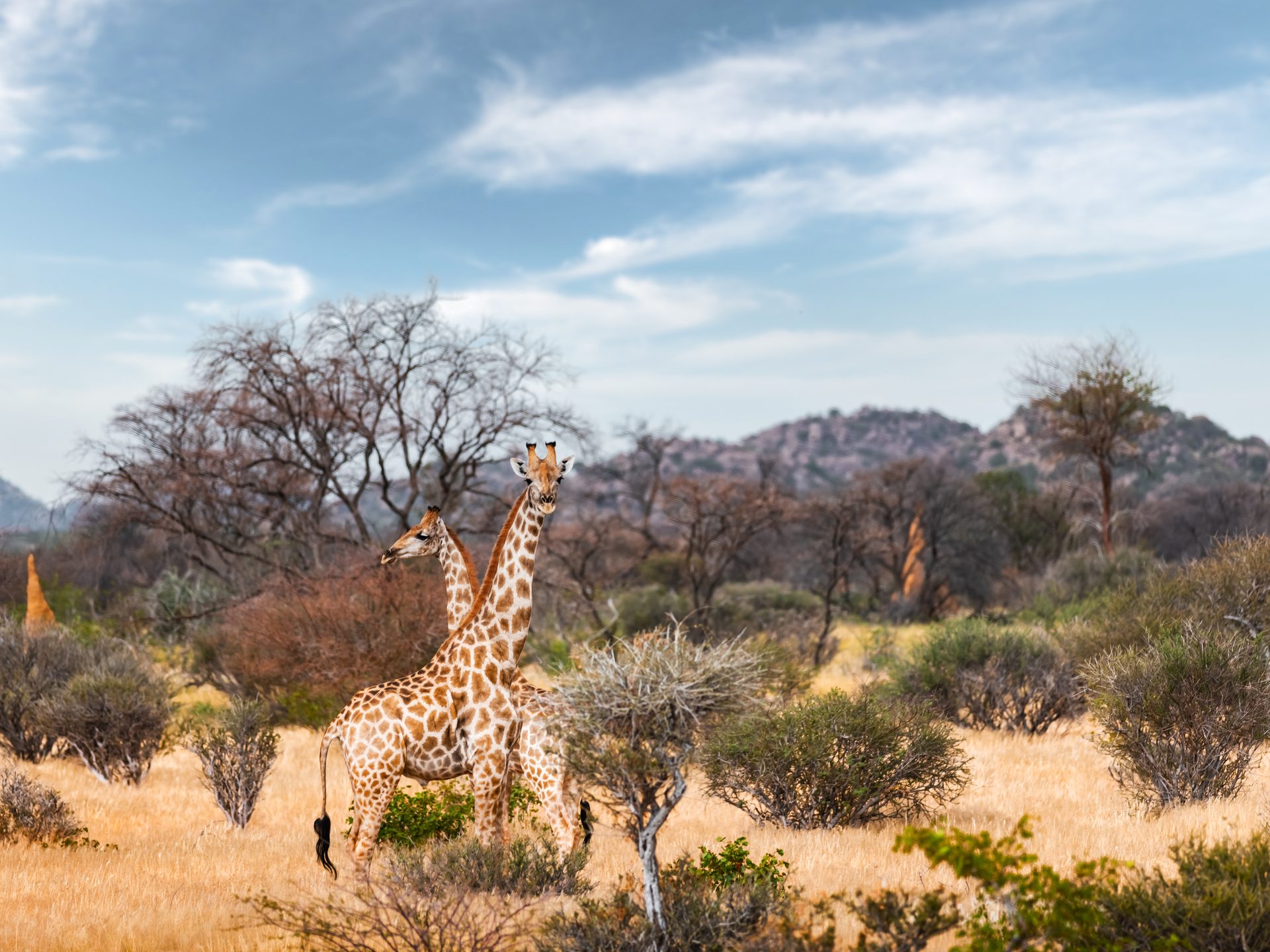 Giraffen