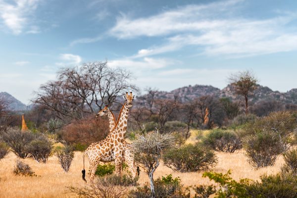 Giraffen