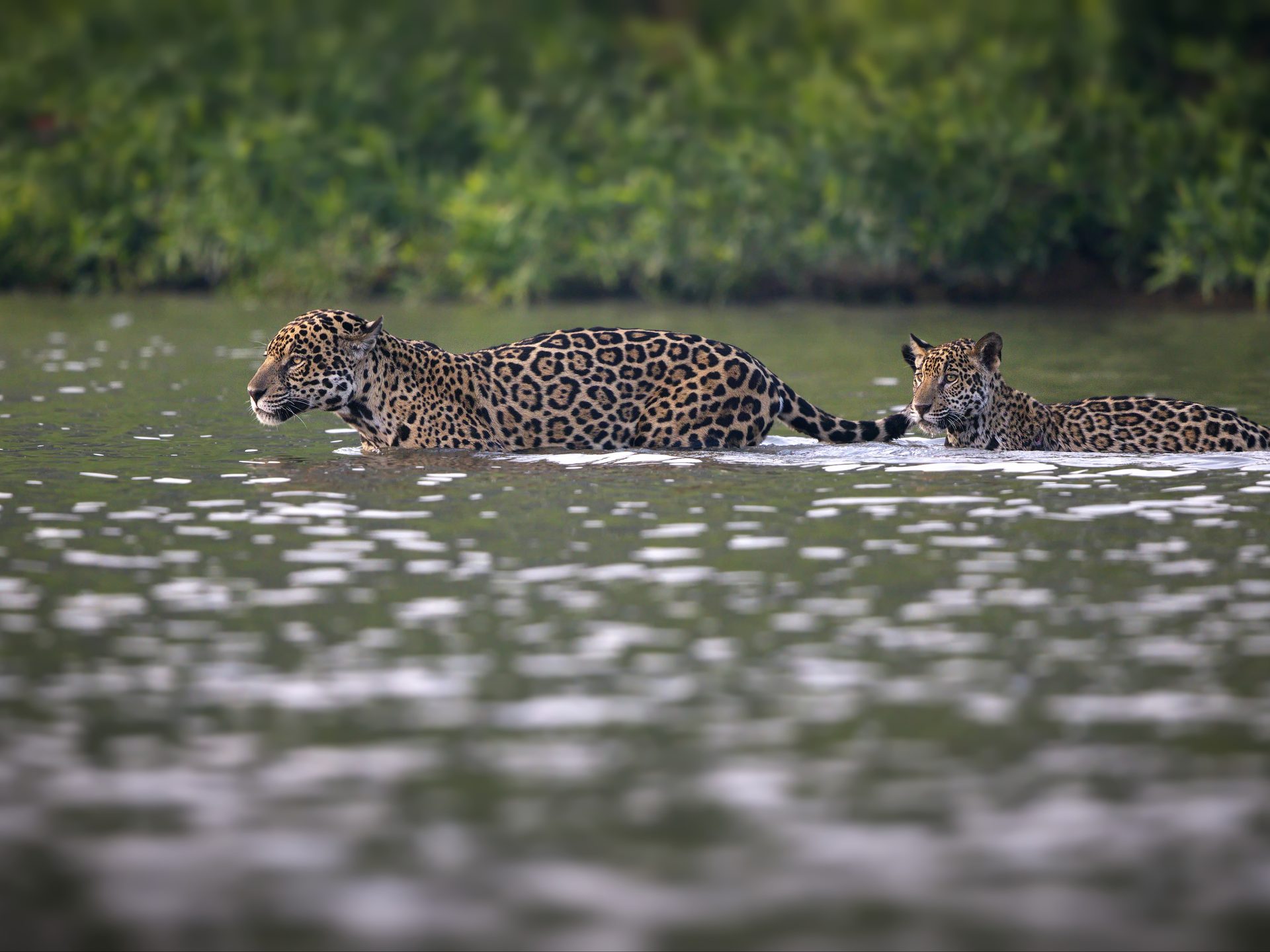 jaguars crossing river