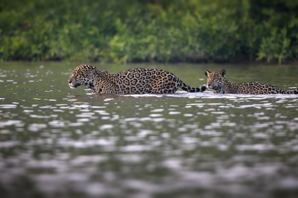 jaguars crossing river