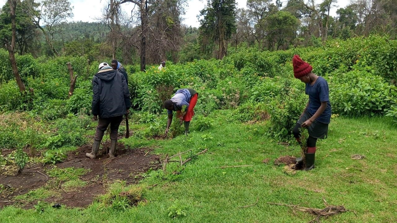 Bäume pflanzen in einem üppigen Wald