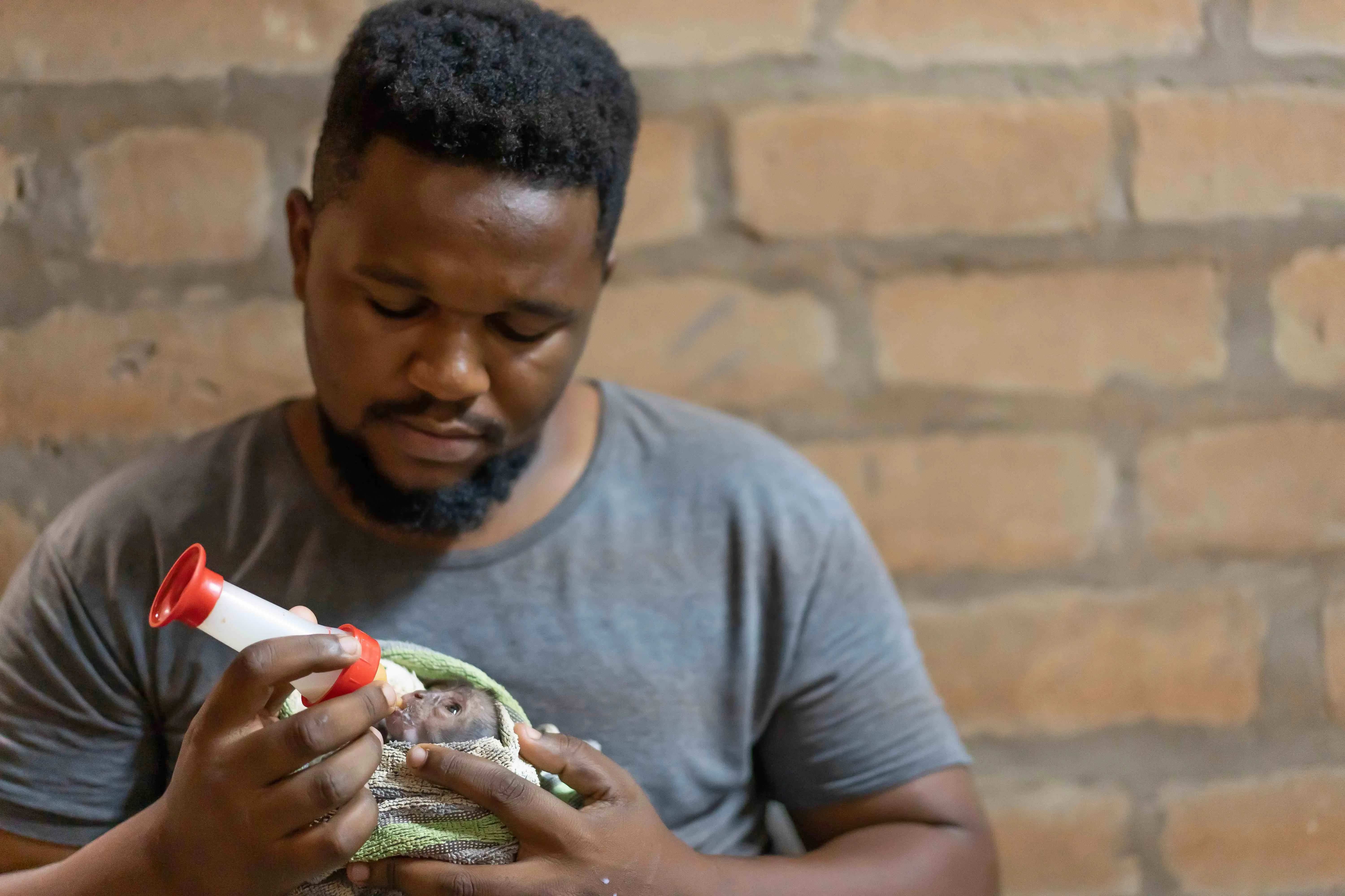 Freiwillige füttern einen kleinen Affen mit einer Flasche