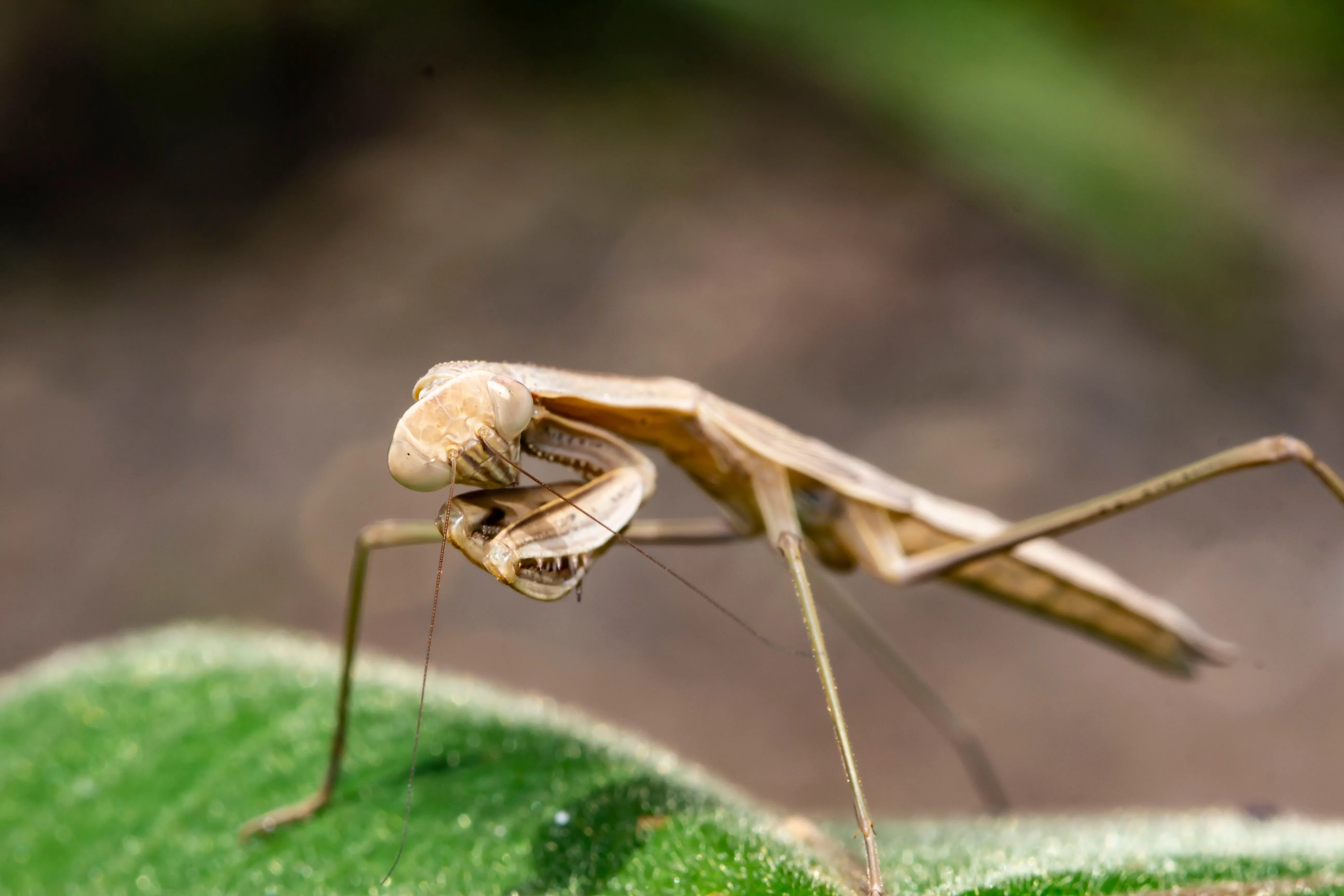 ghost praying mantis