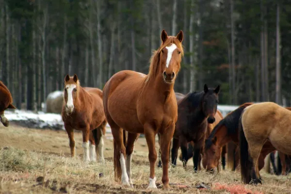 Horse Protection Alberta, Canada