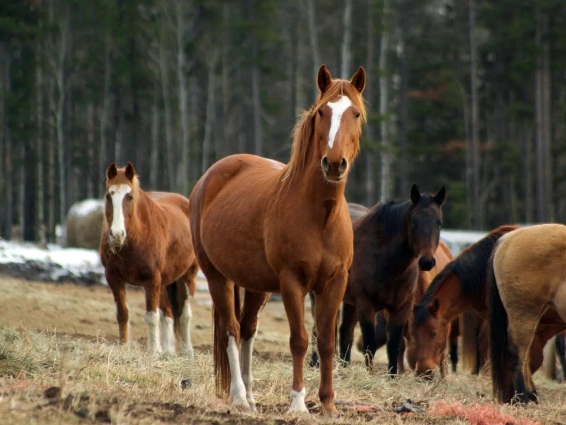 Horse Protection Alberta, Canada