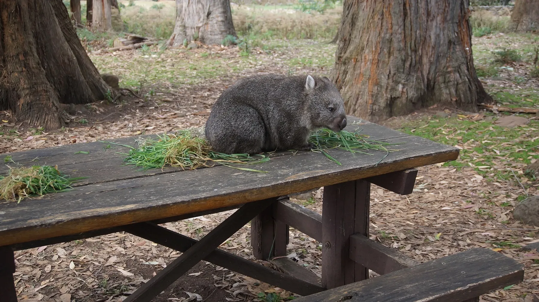 Volunteering in Oceania