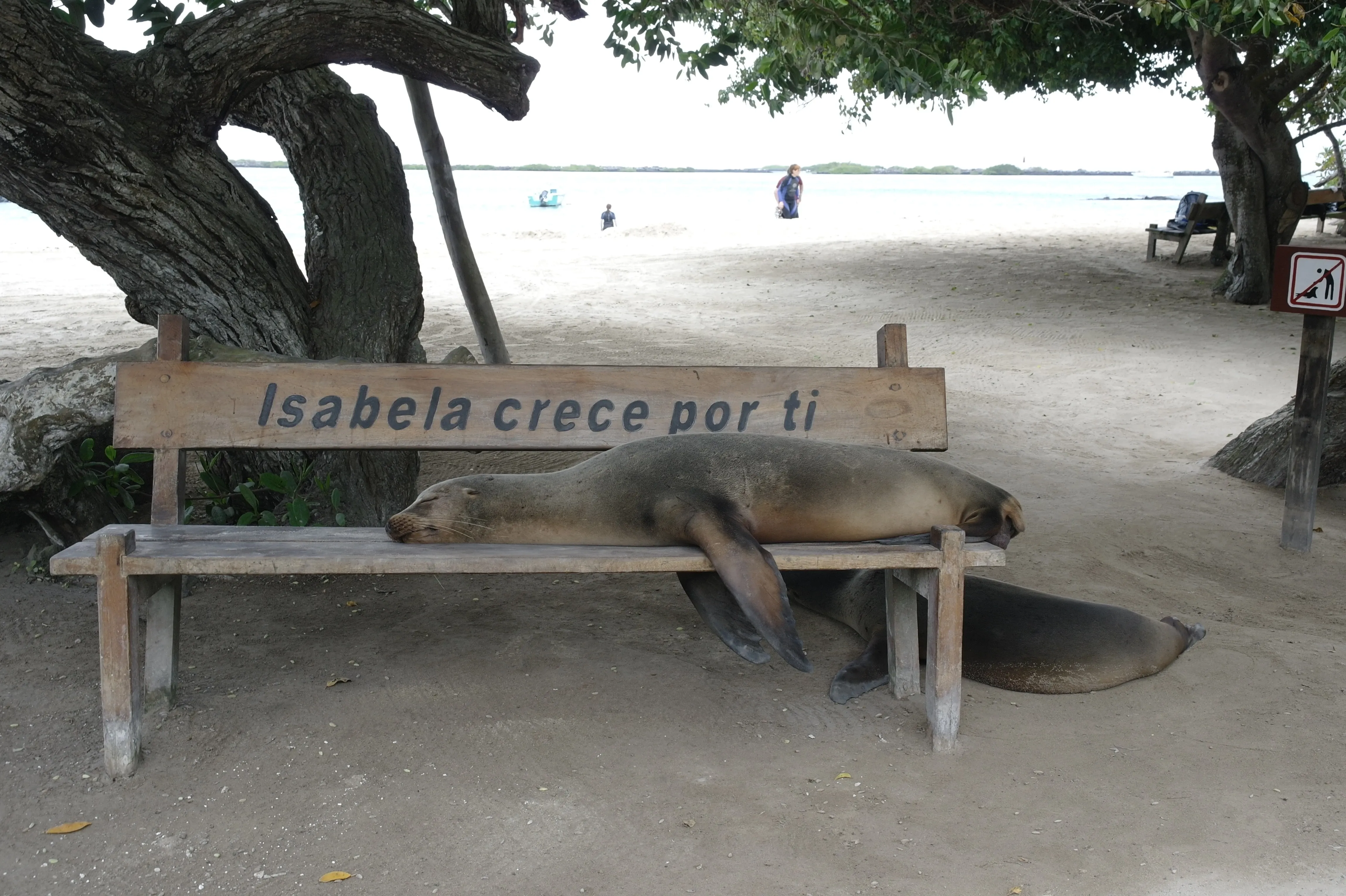 Robbe schlafend auf Strandbank
