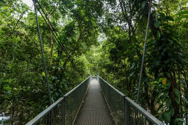 Daintree rainforest bridge
