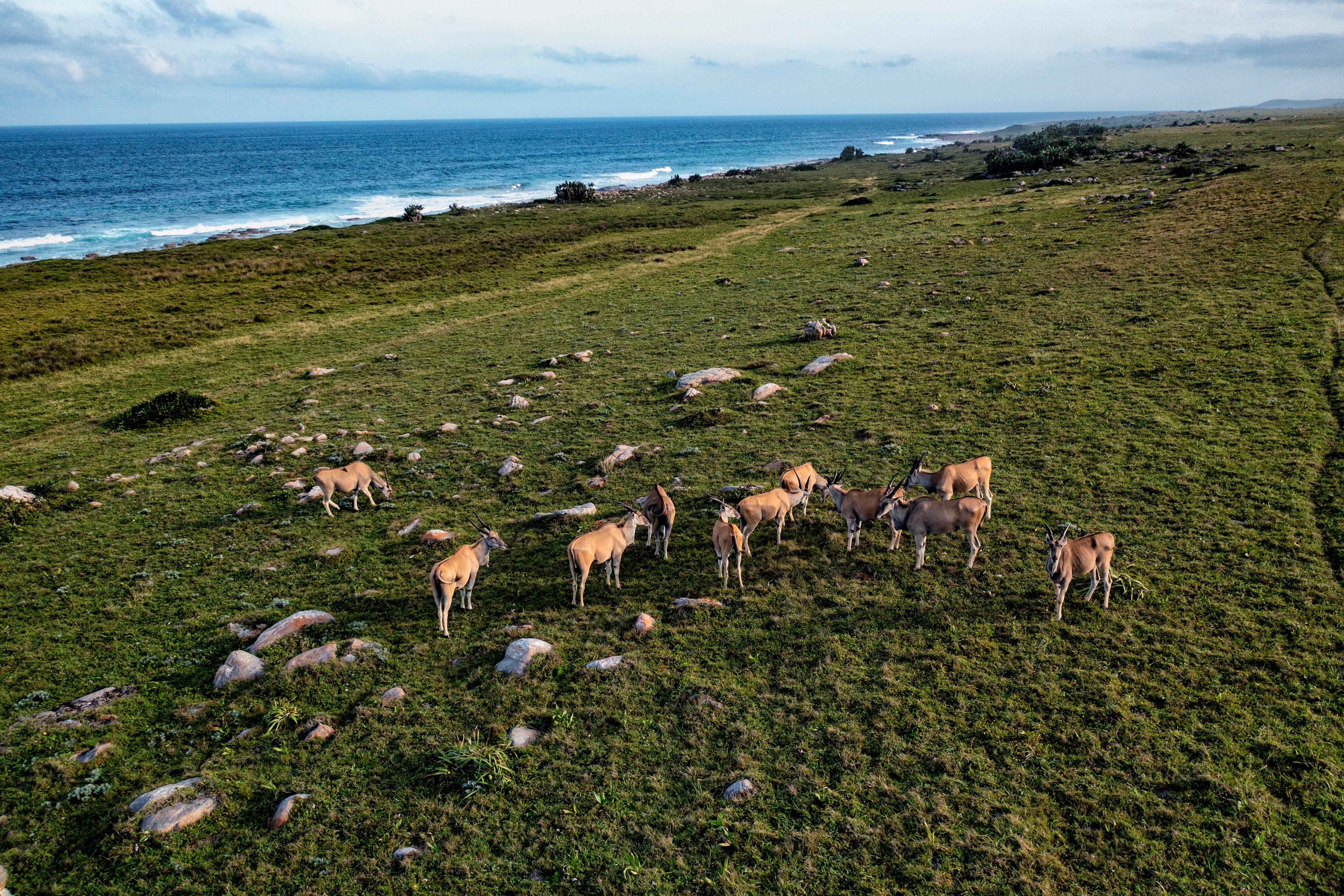 Gwegwe lodge eland sighting