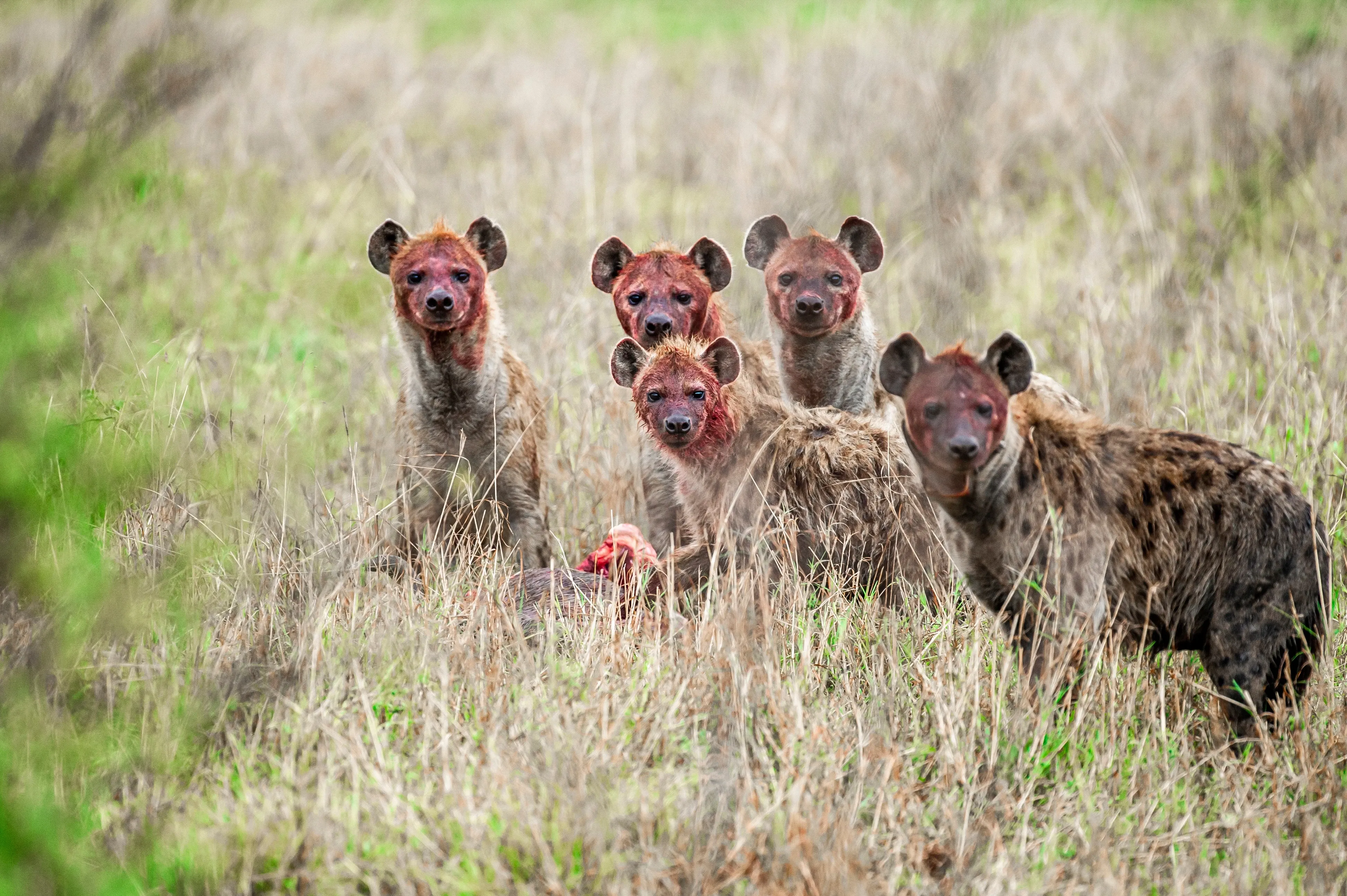 hyenas feasting on carcass