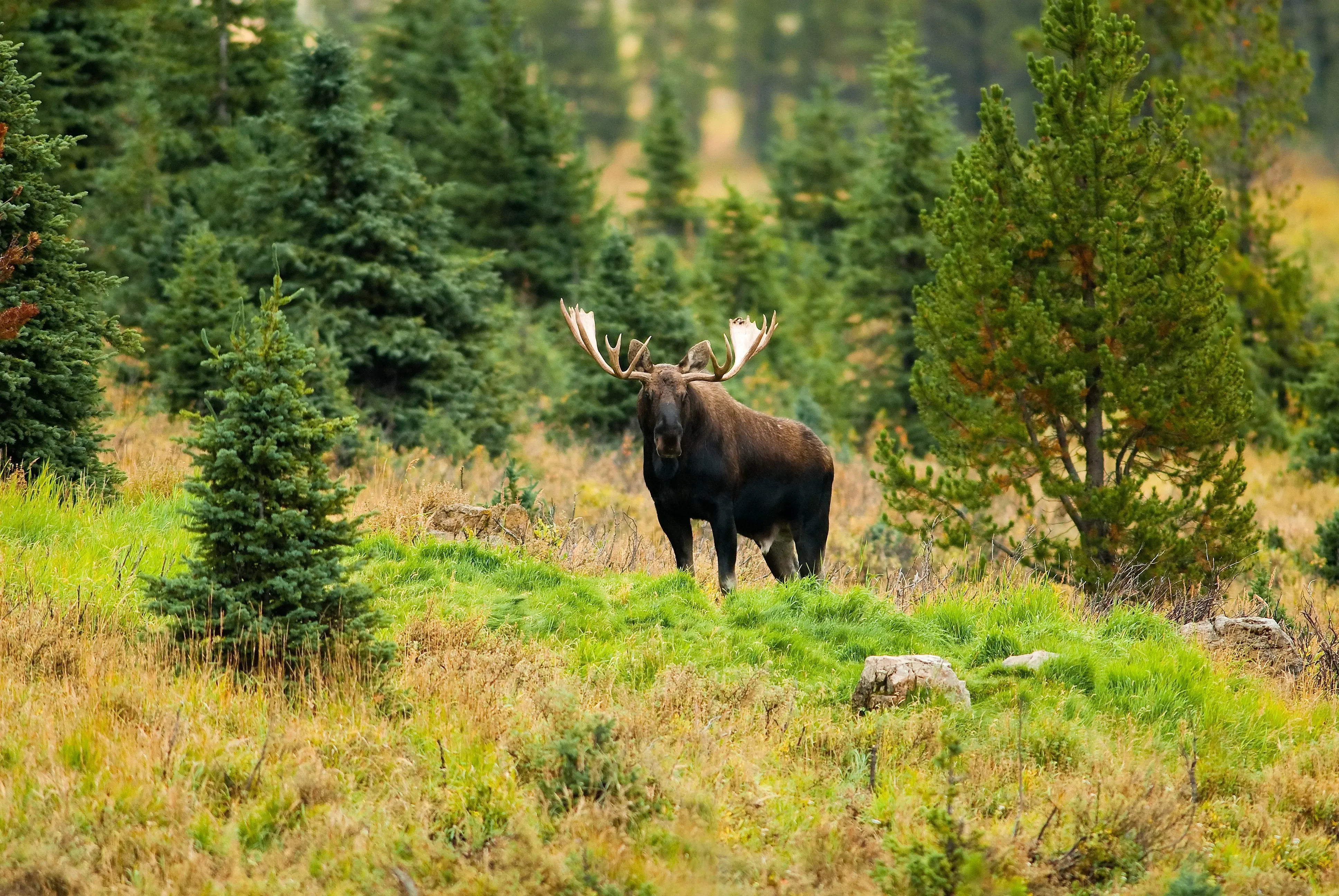 Elk