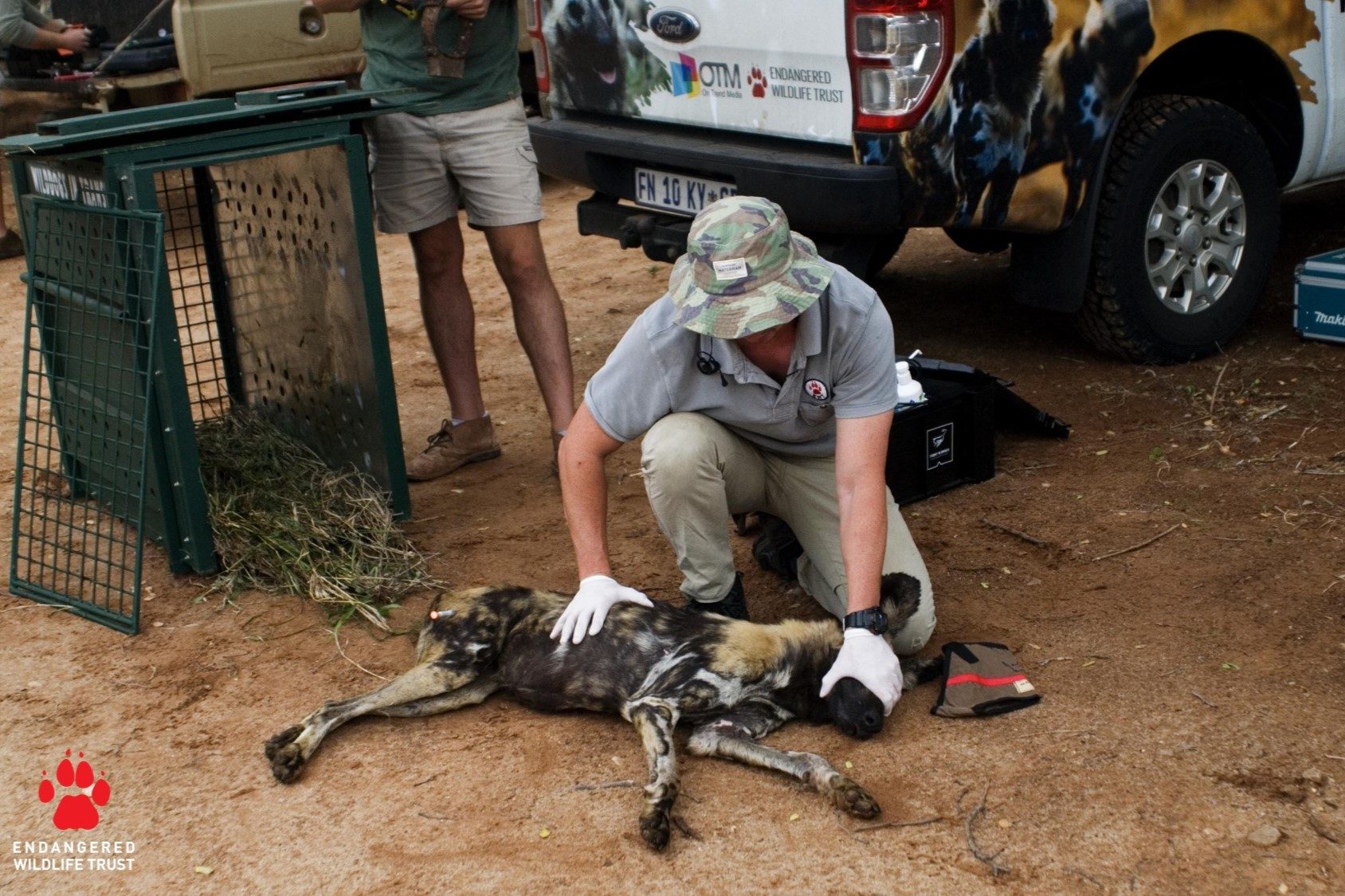 wild dog monitoring