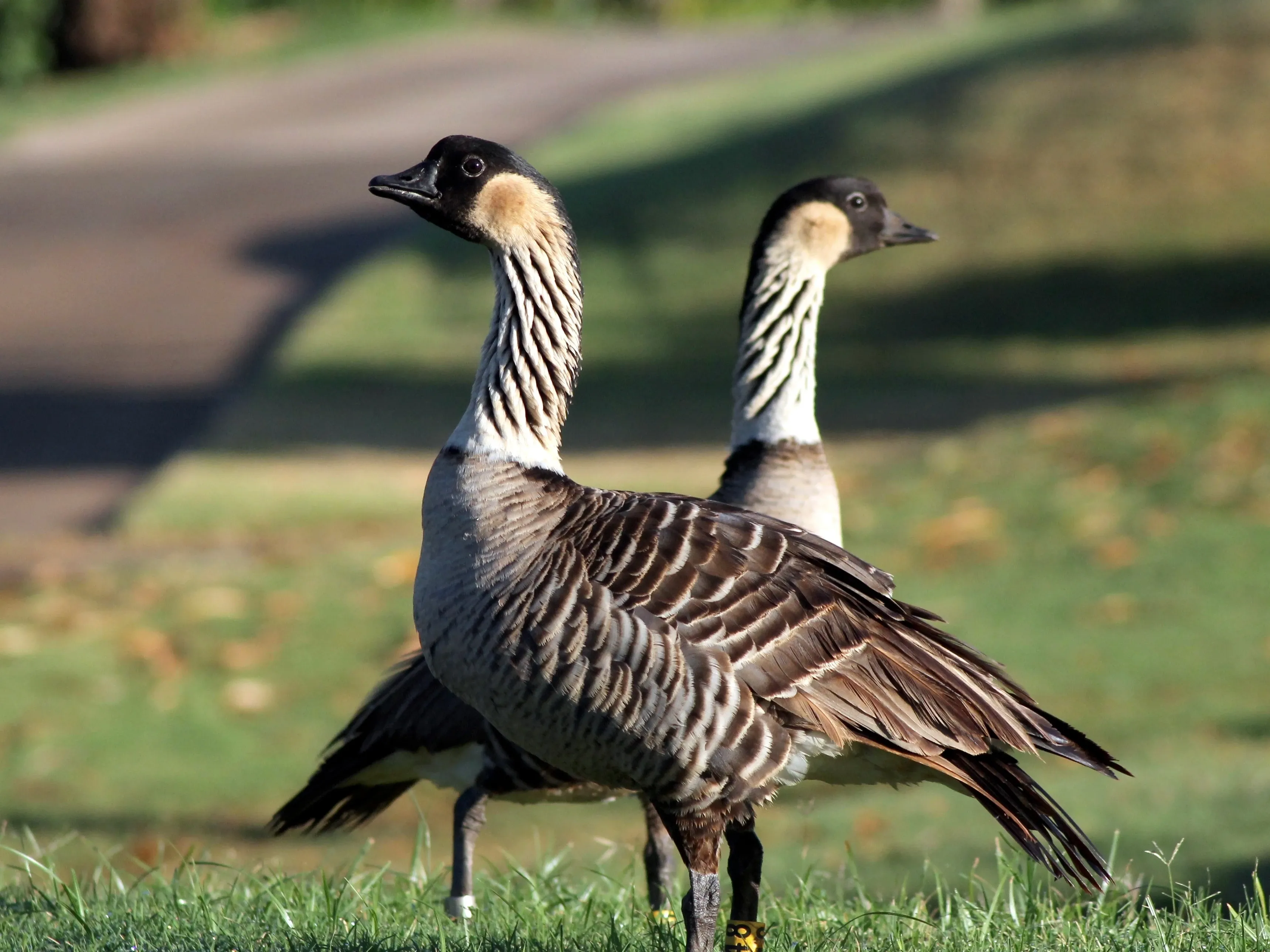 seltene Nene-Gans auf Wiese