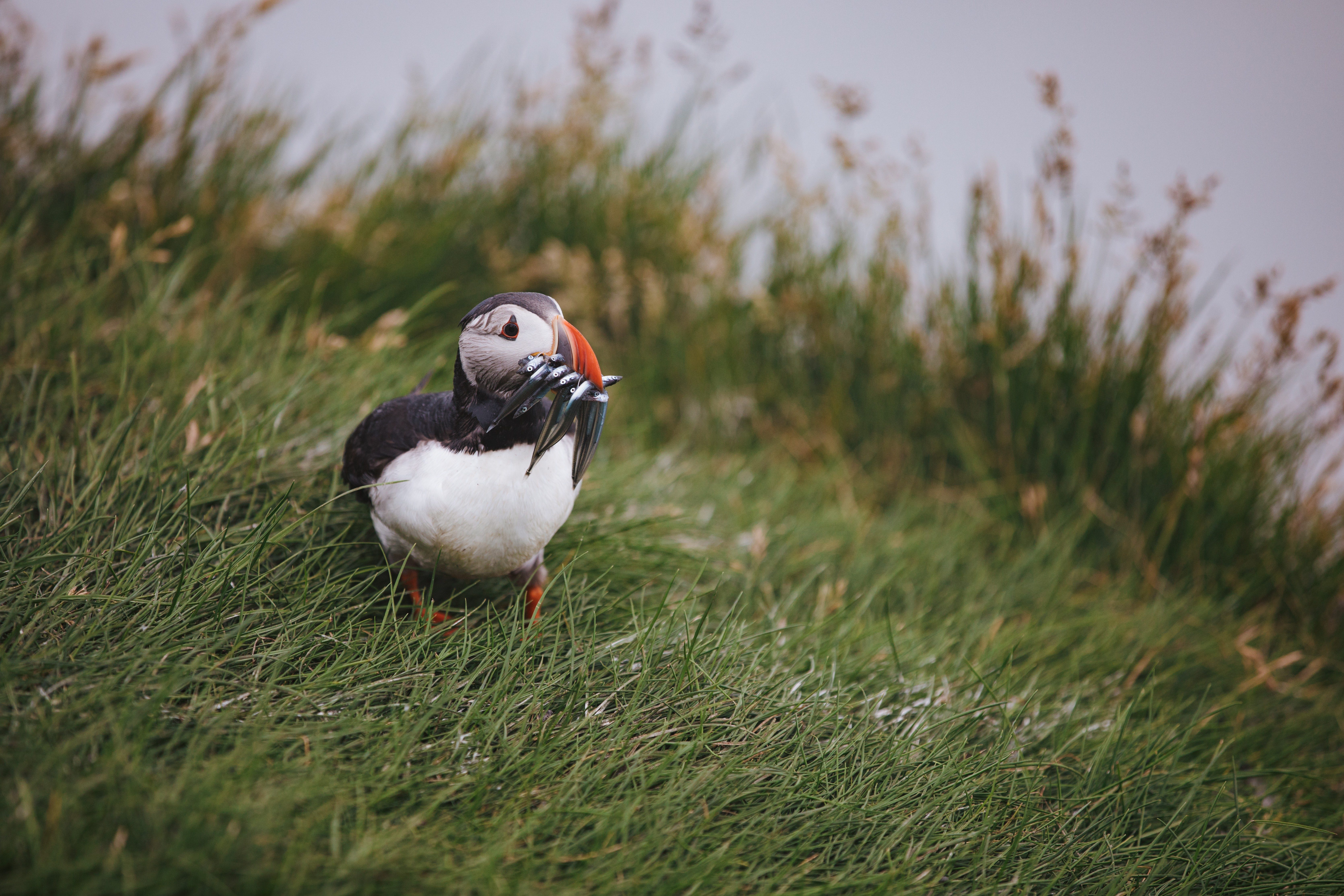 The Faroe Islands: Conservation in the North Atlantic