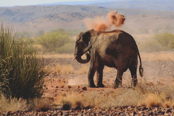 Freiwilligenprojekt Elefantenschutz, Namibia