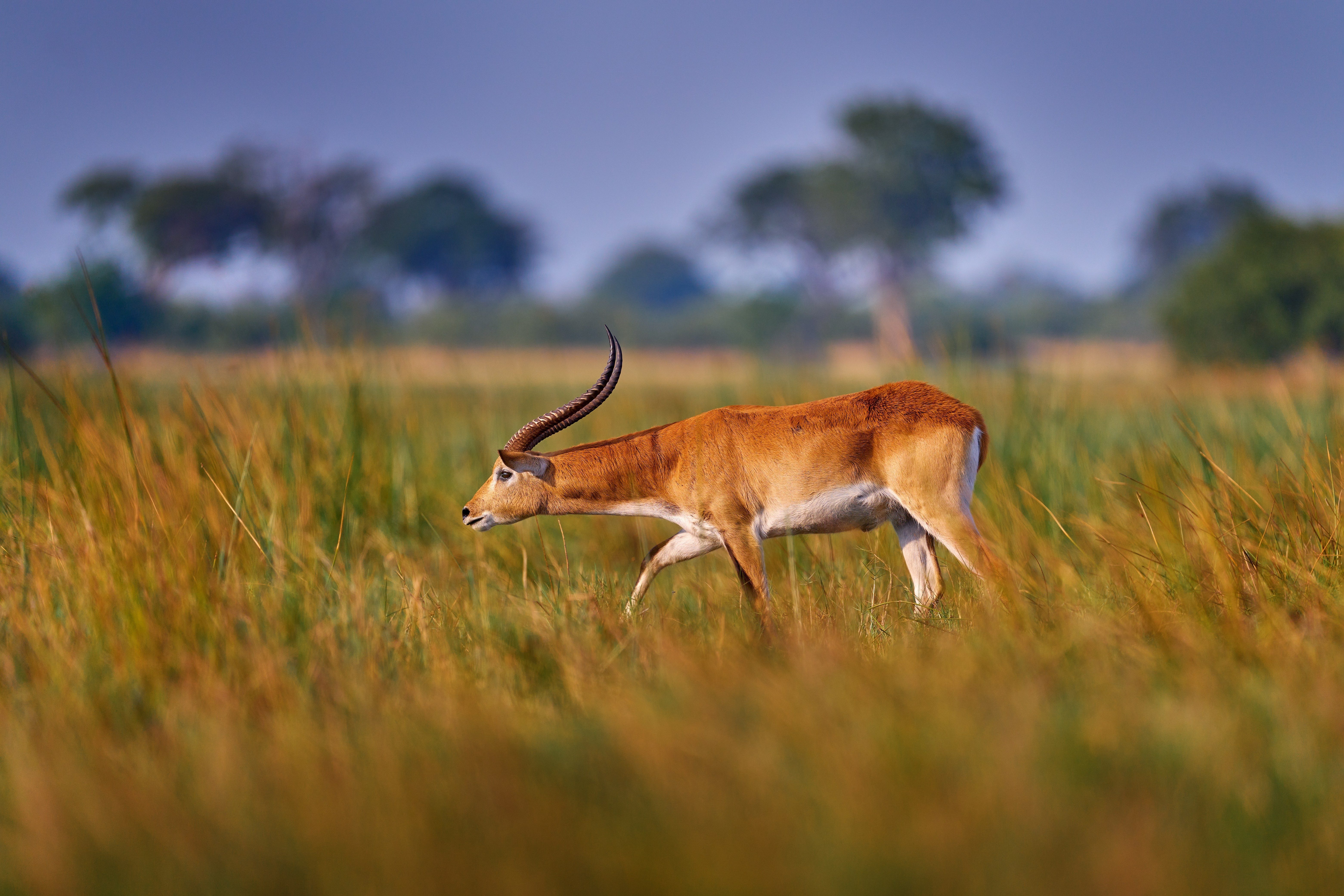 Antelope in the grassland