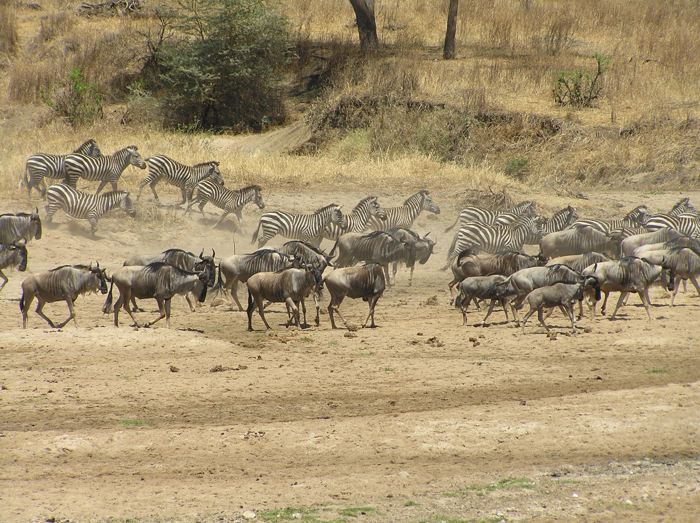 Wildebeest and Zebra