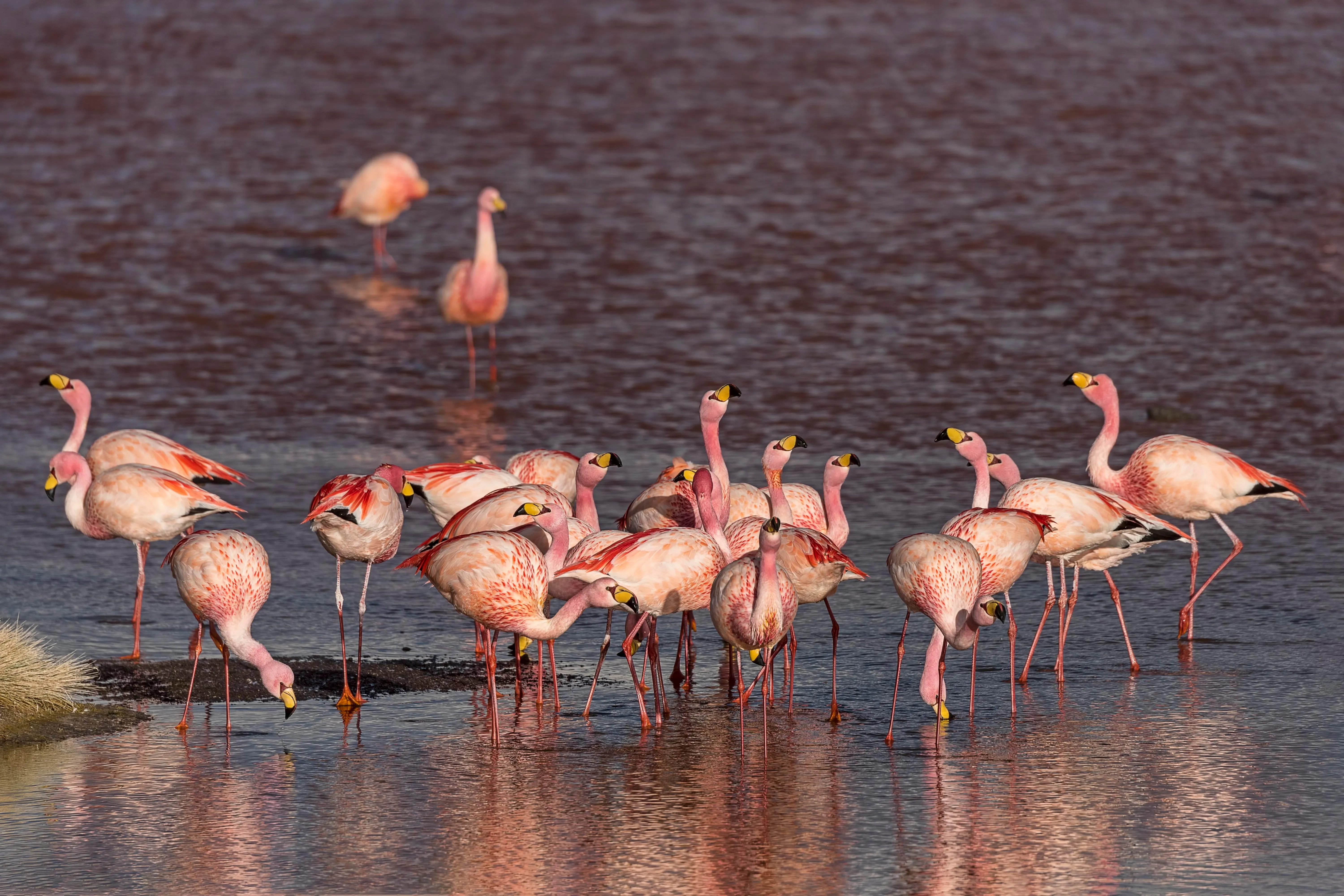 Flock of andean flamingo
