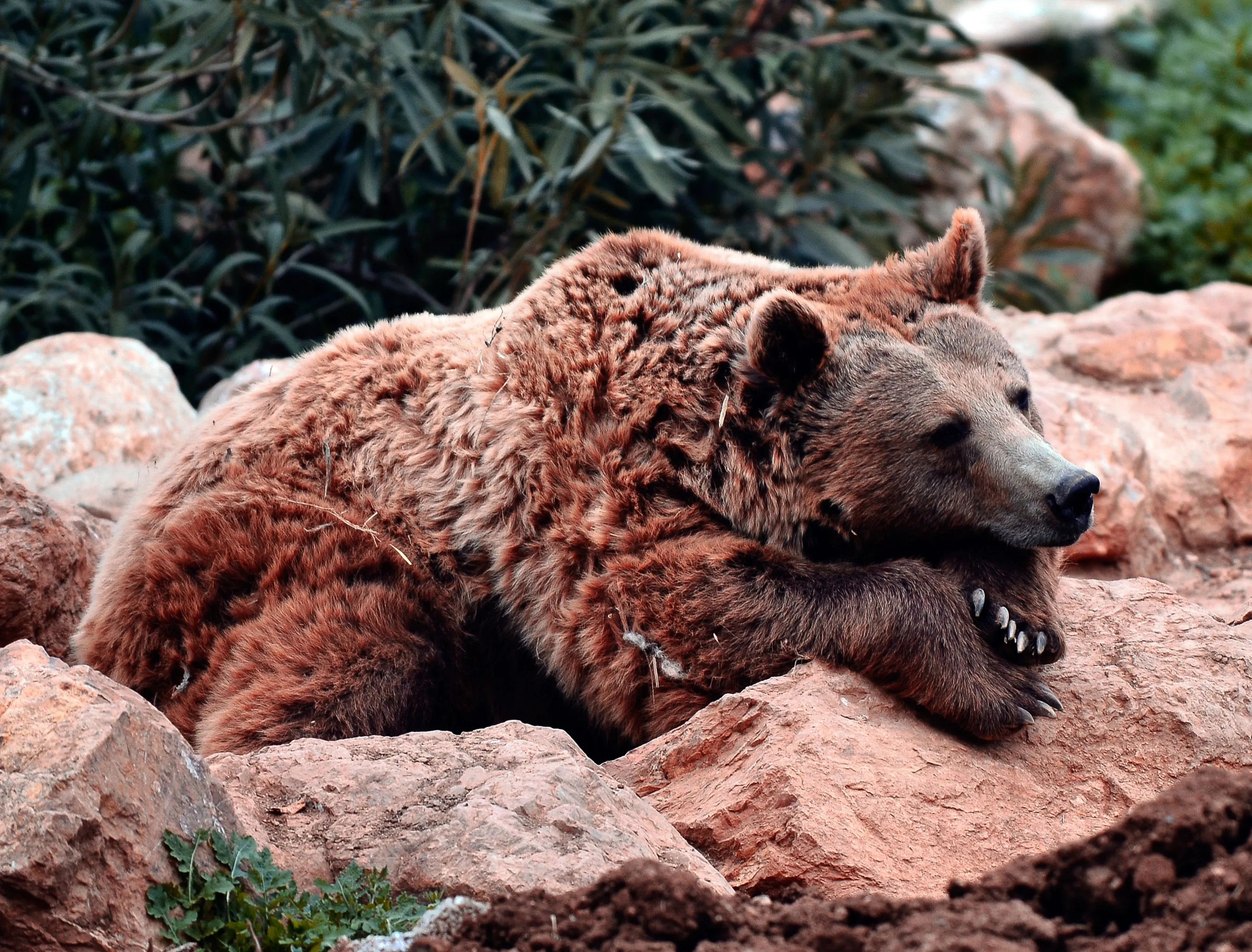 Brown bear lying on a rock