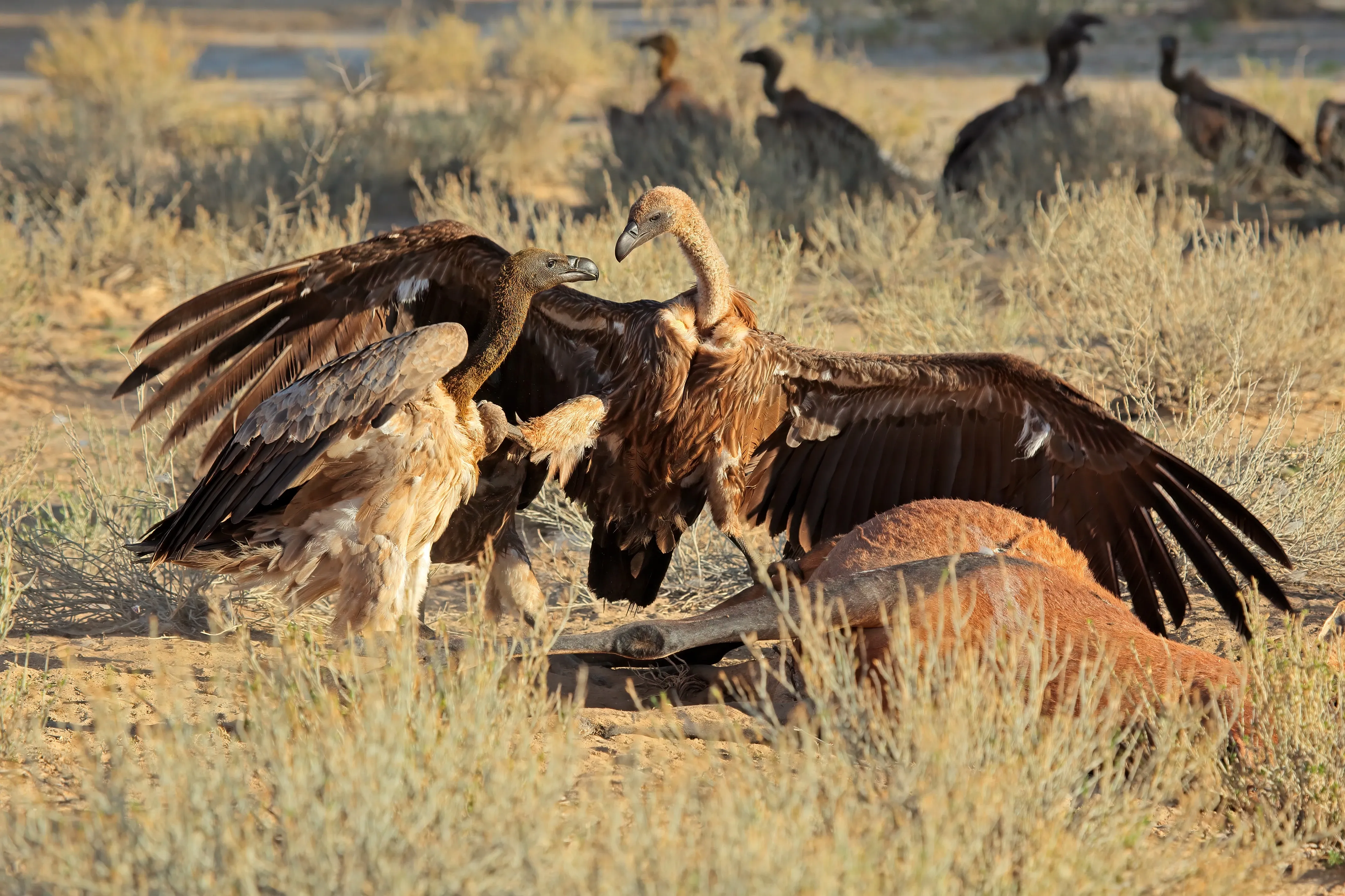 Vultures