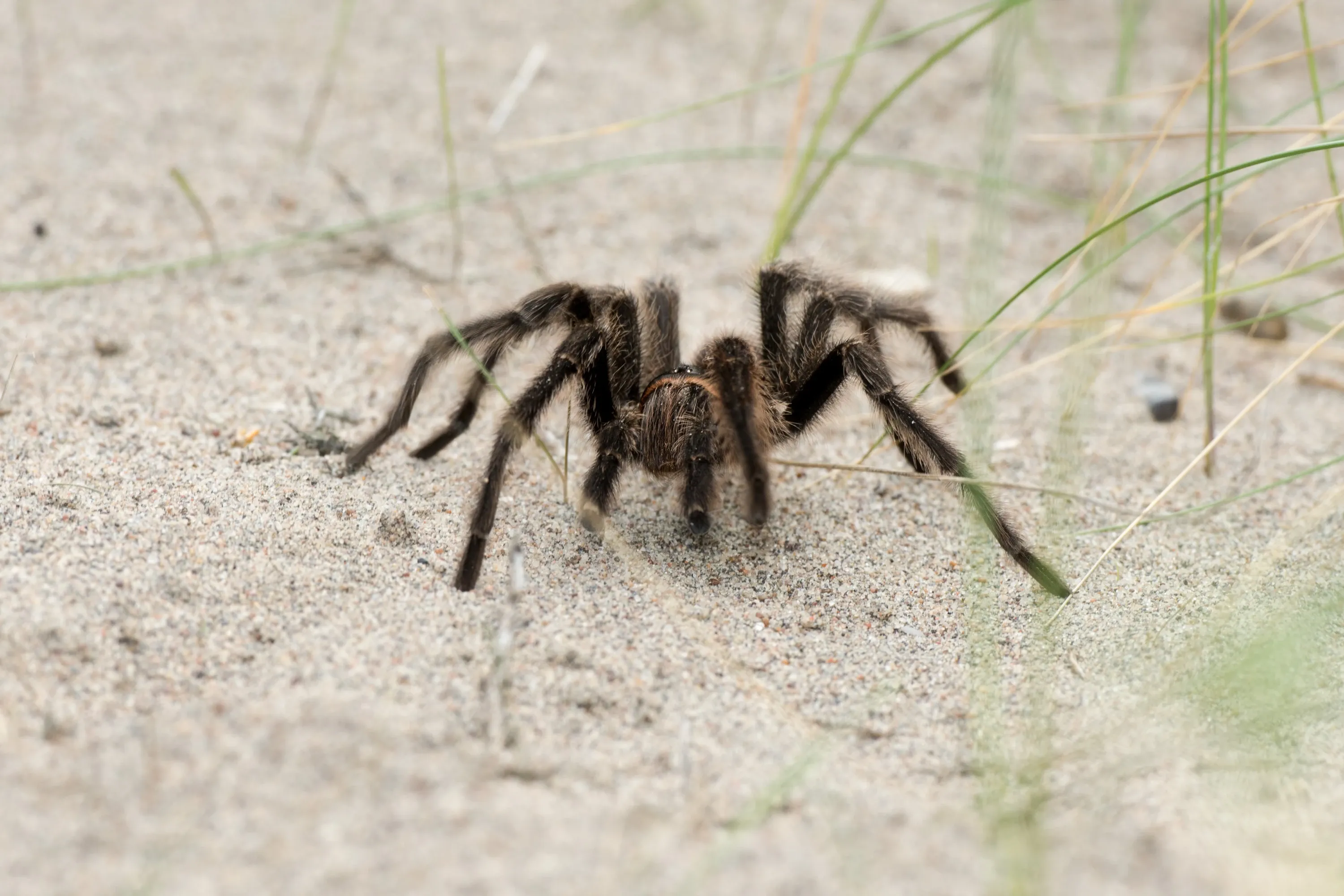 Tarantula