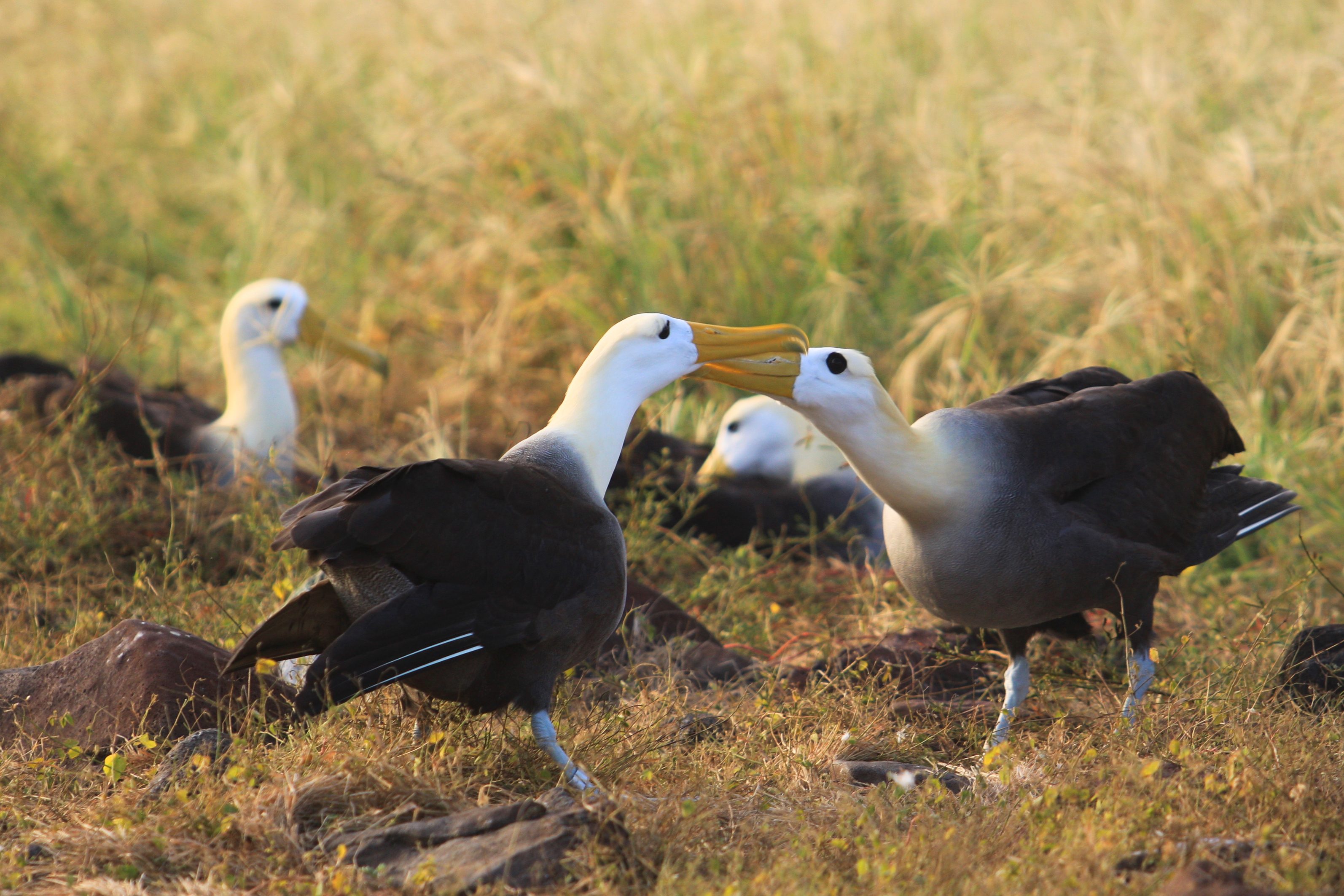 galapagos wildlife