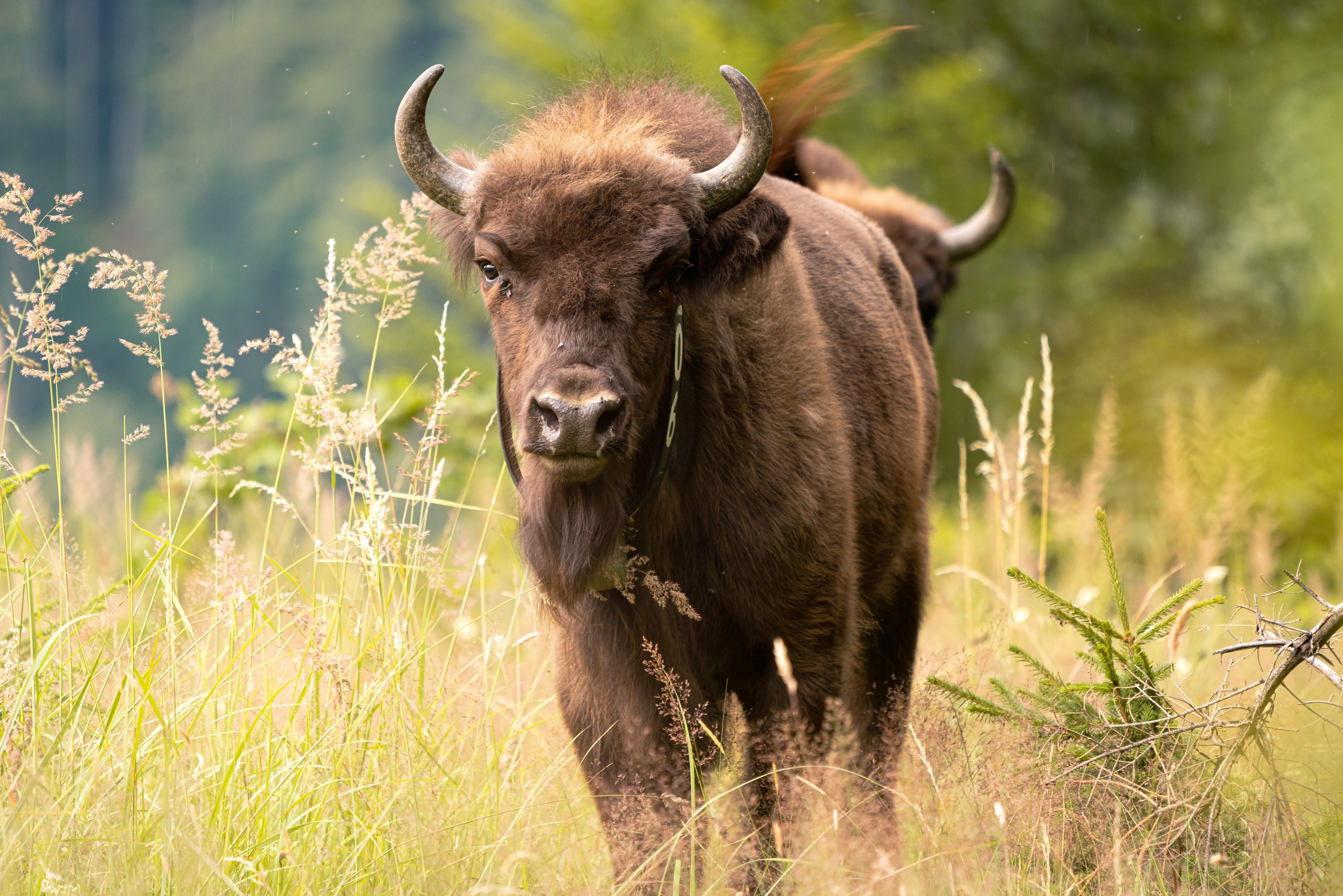 Bison calf