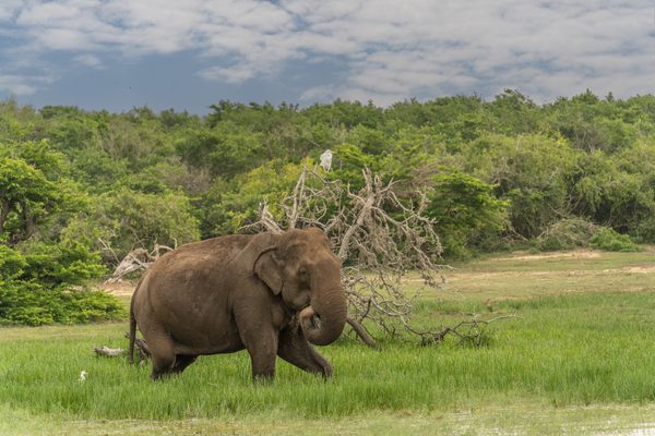 Elefanten wandern durch die Wildnis