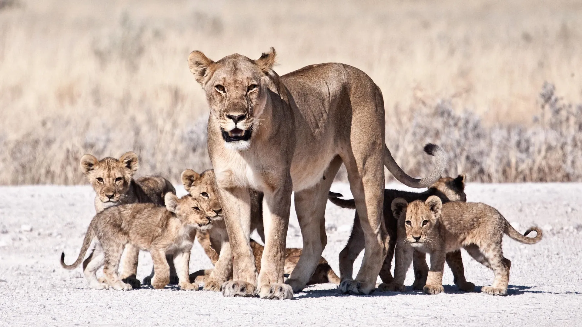 Lioness with six lion cubs