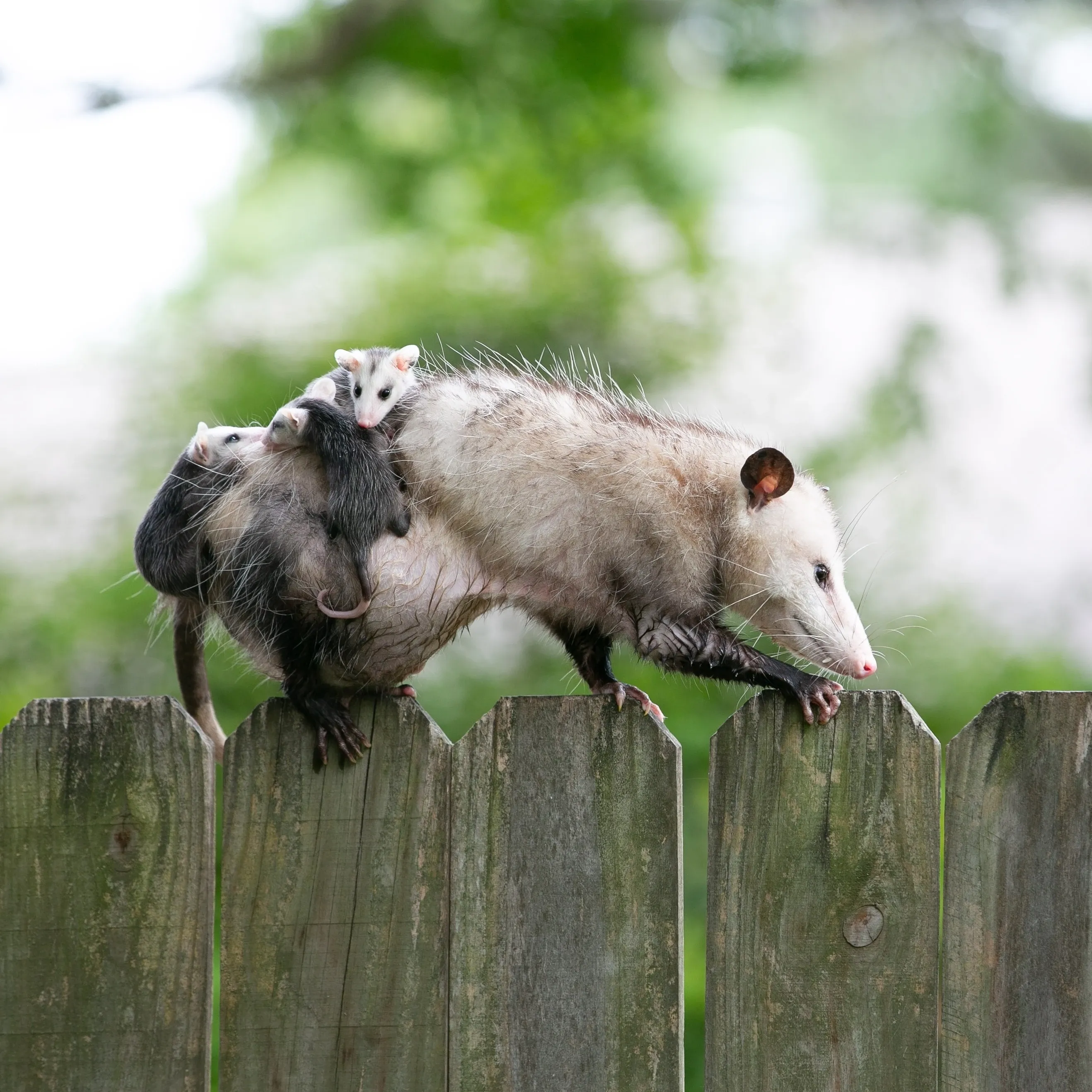 opossum