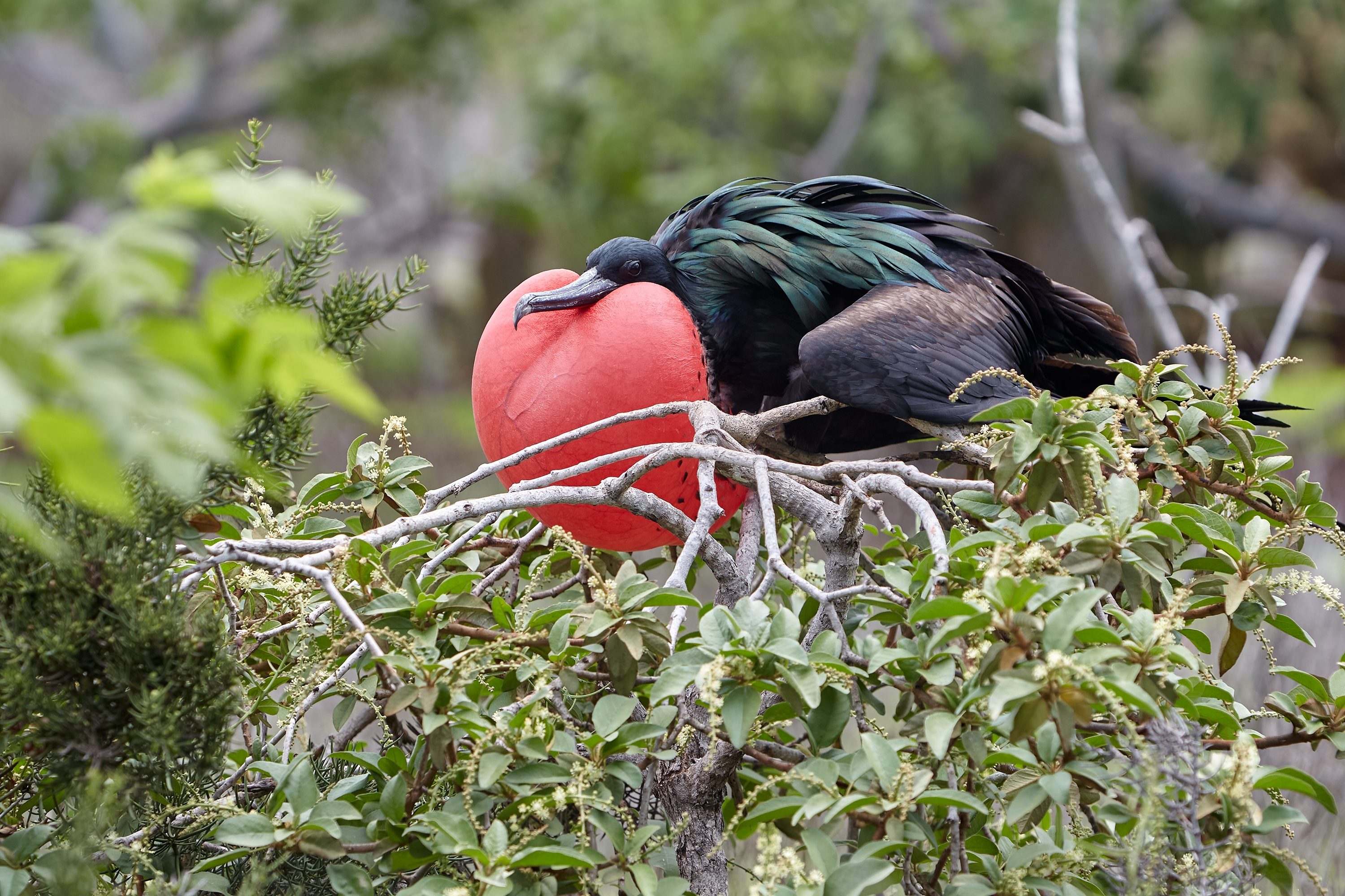 Umweltbewusstes Reisen auf den Galapagos-Inseln